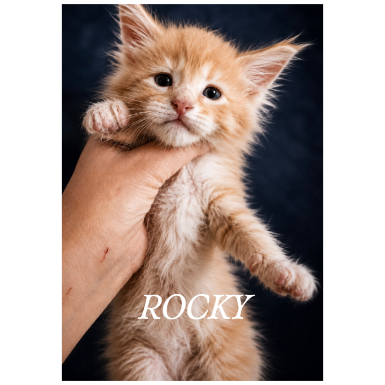 Beautiful Maine Coon Kittens For sale image 7