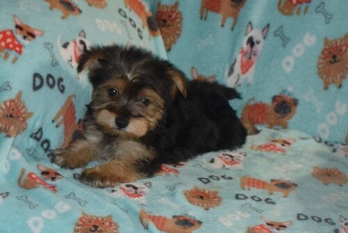 Yorkshire Terrier Puppy! image 4