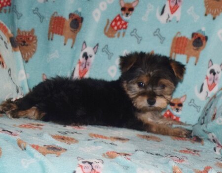 Yorkshire Terrier Puppy! image 2