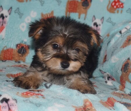 Yorkshire Terrier Puppy! image 3