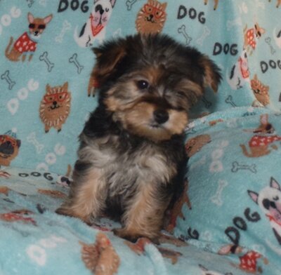 Yorkshire Terrier Puppy! image 1