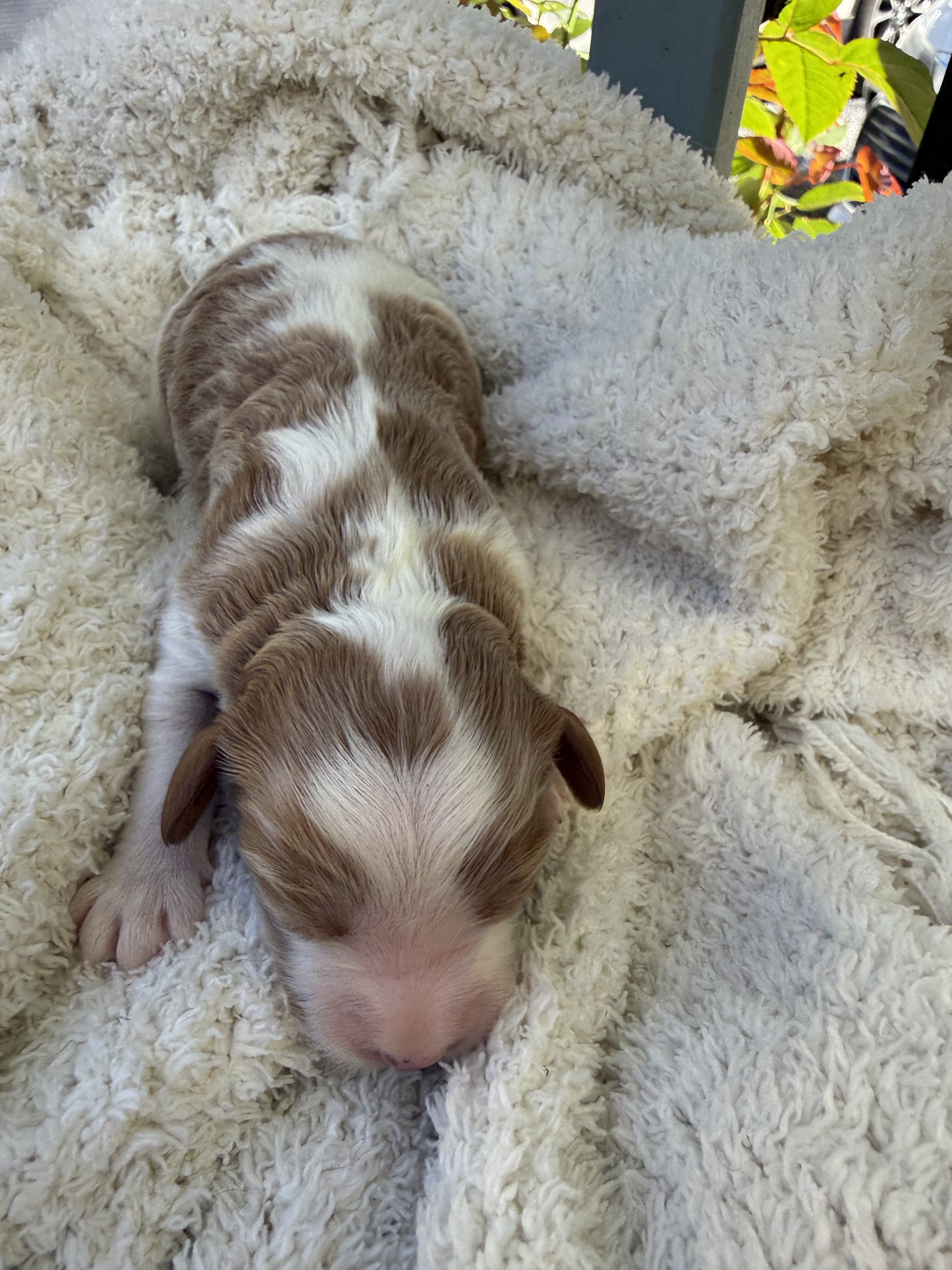 Cavapoo puppy image 1