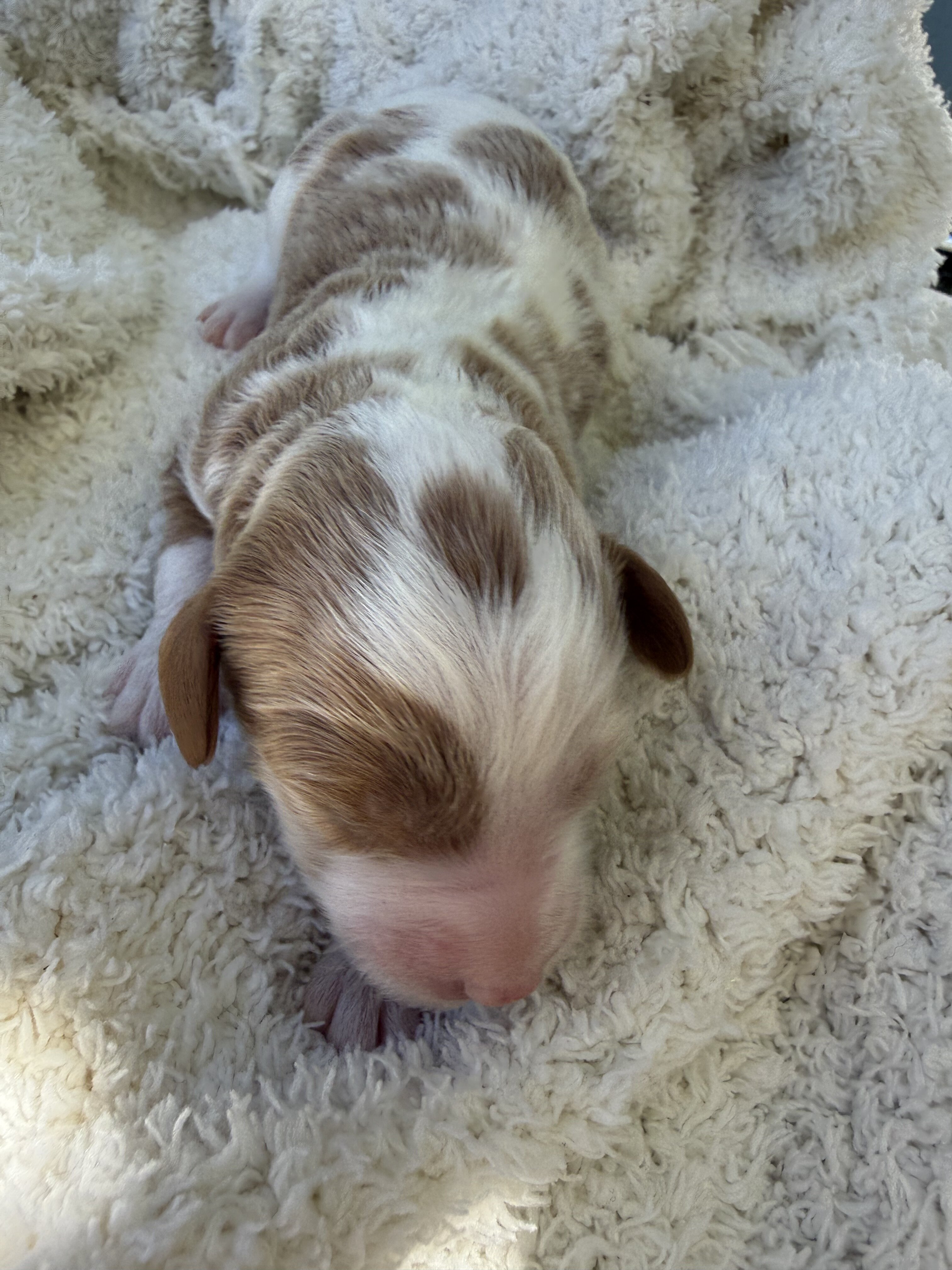 Cavapoo puppy image 4