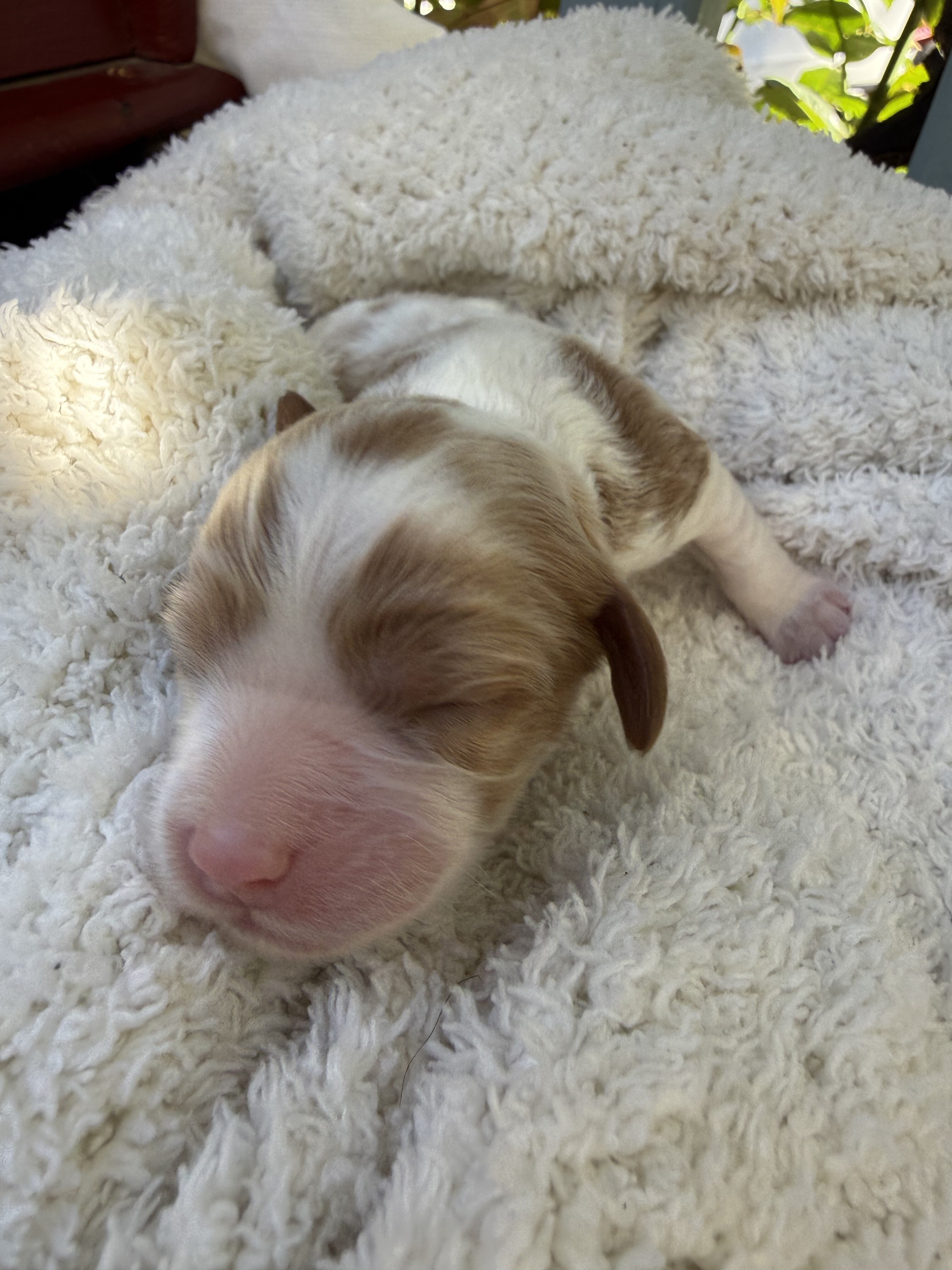 Cavapoo puppy image 3