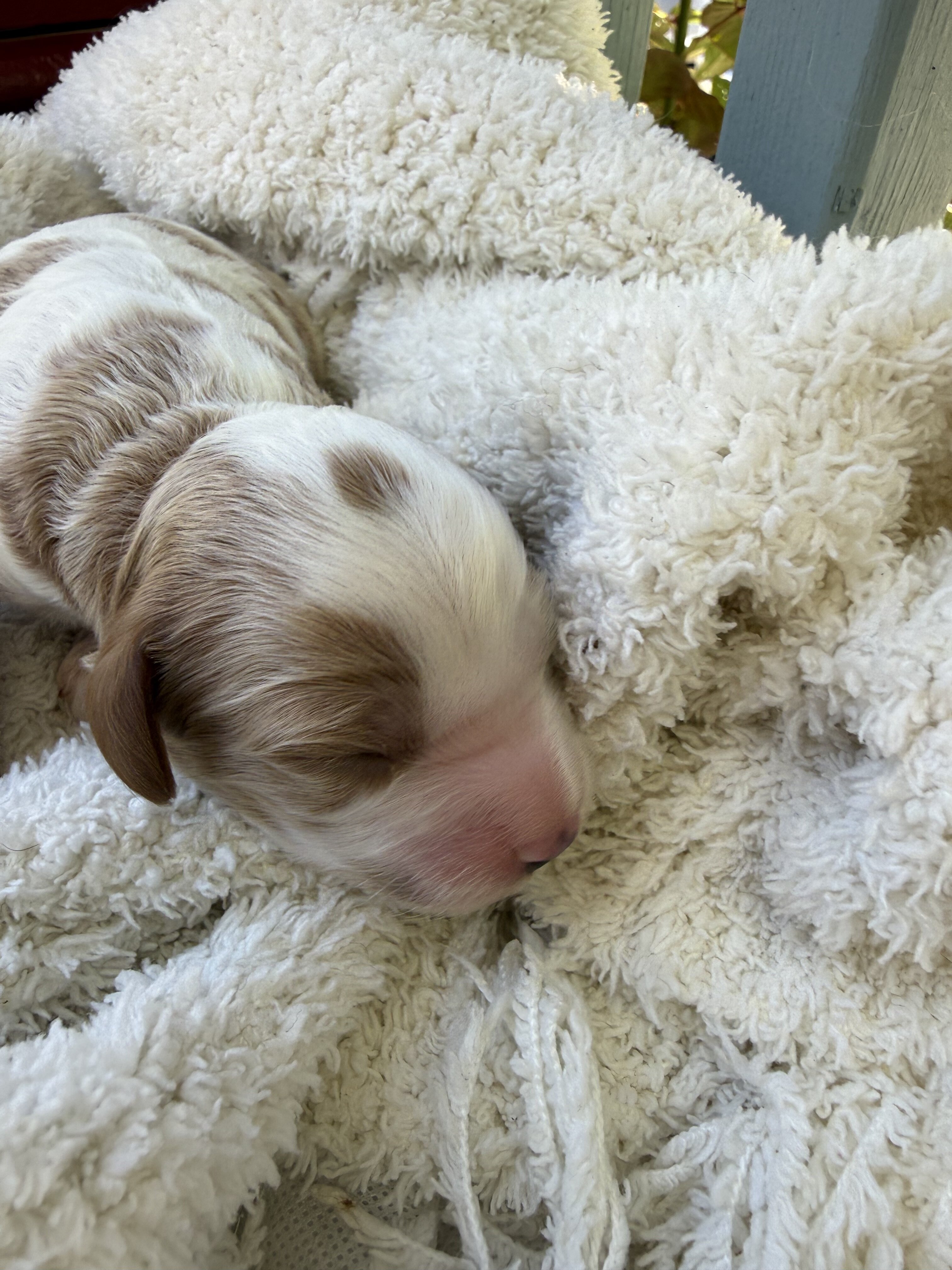Cavapoo puppy image 2