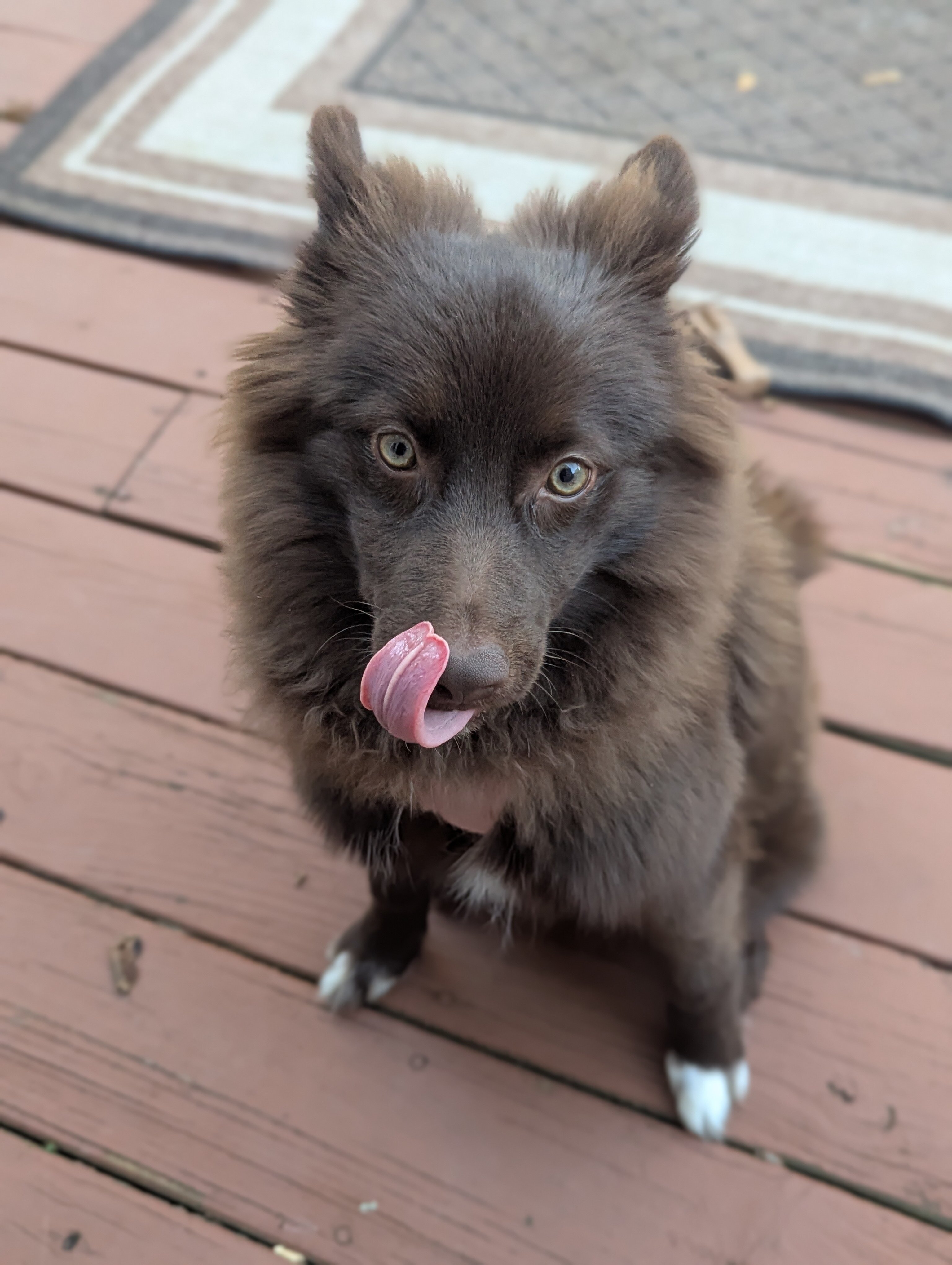 Pomsky image 2