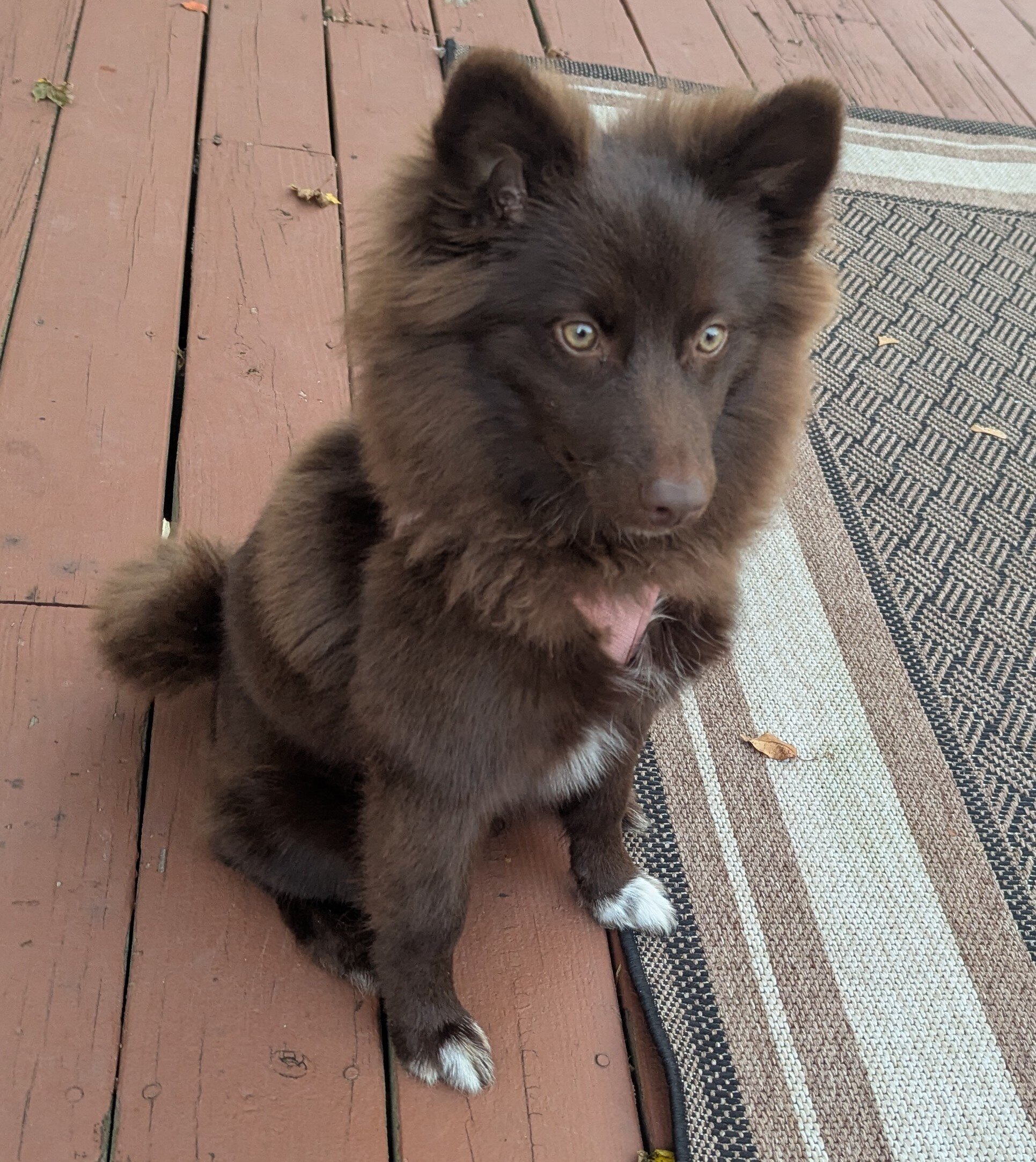 Pomsky image 1