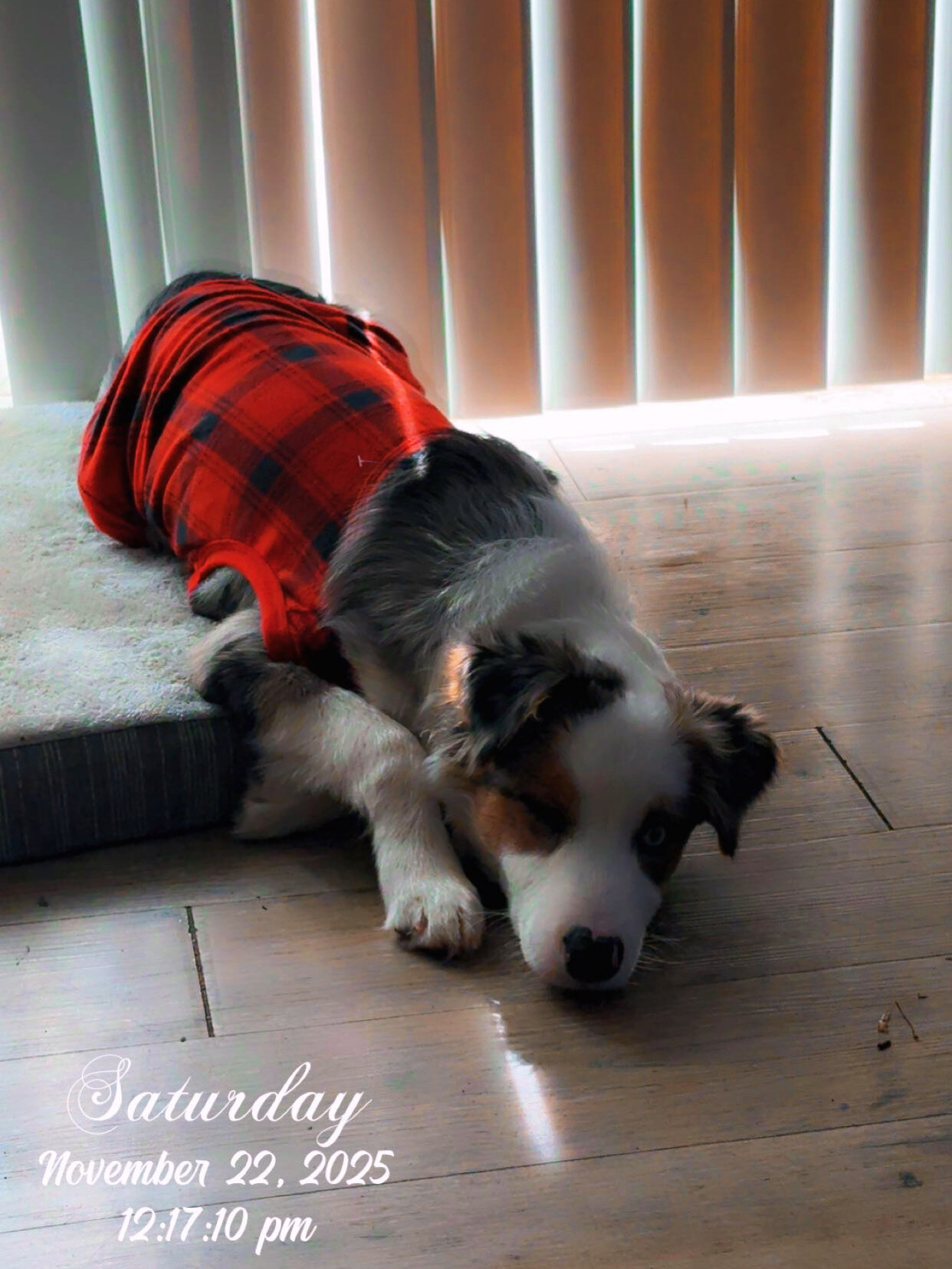 1 year old standard aussie image 2