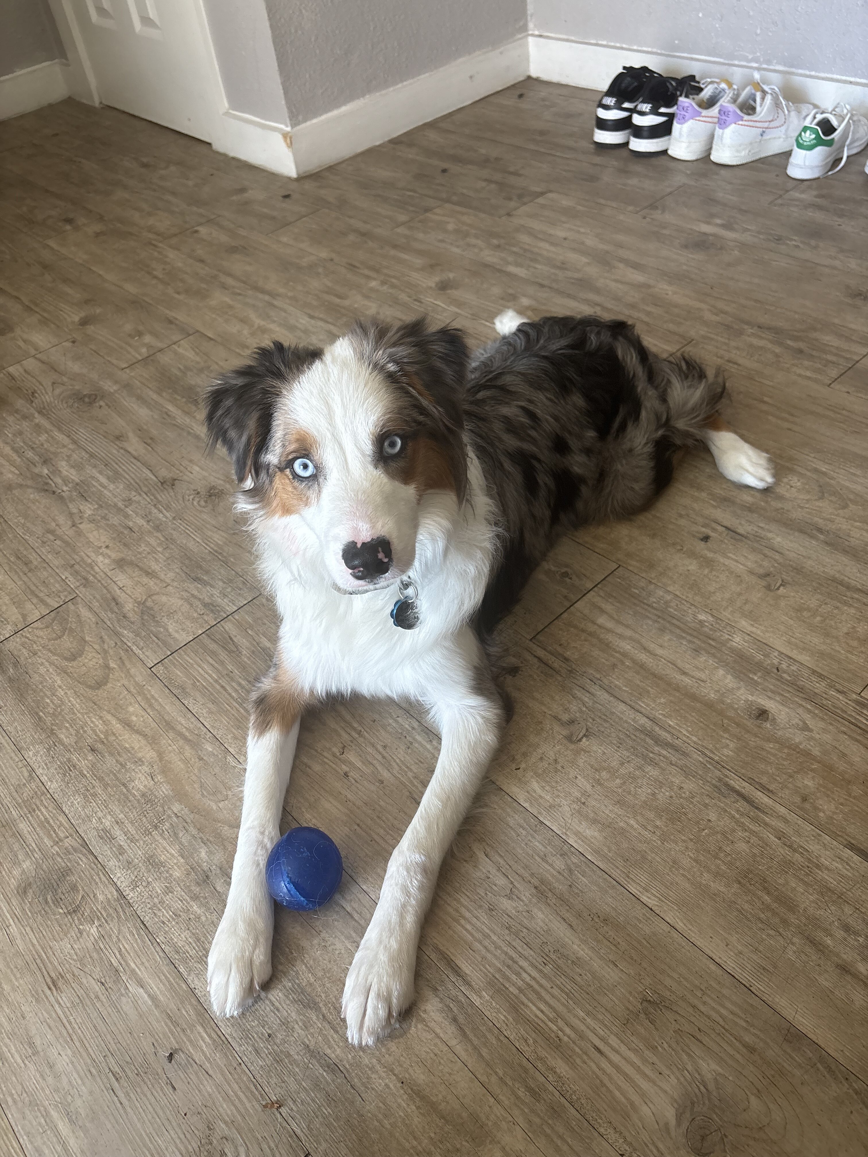 1 year old standard aussie image 1