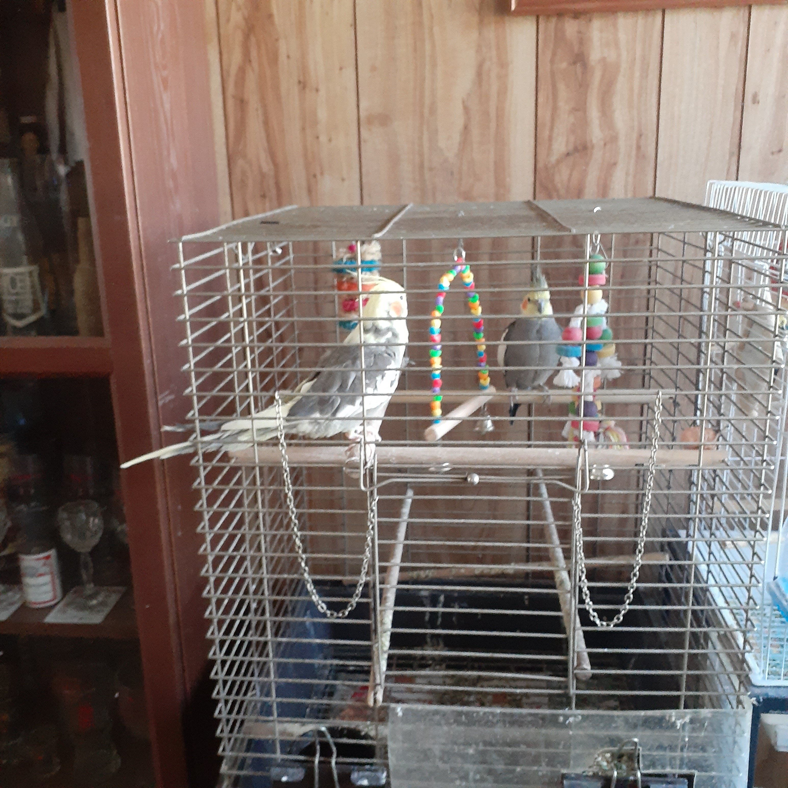 Male and female bonded cockatiels image 1
