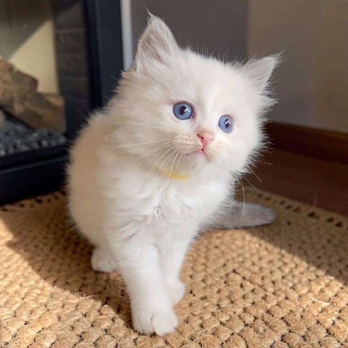 Beautiful Ragdoll Kitten image 2