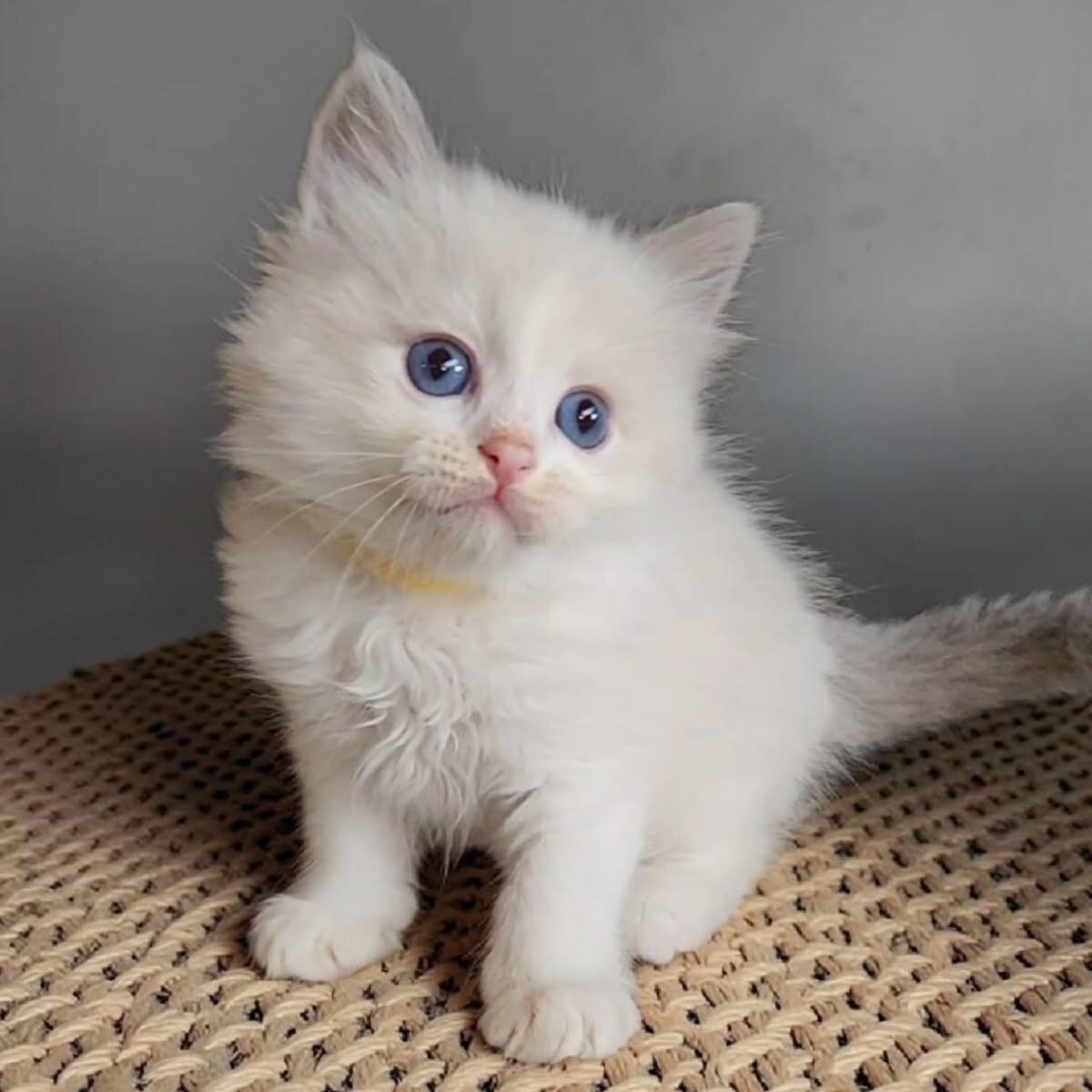 Beautiful Ragdoll Kitten image 4