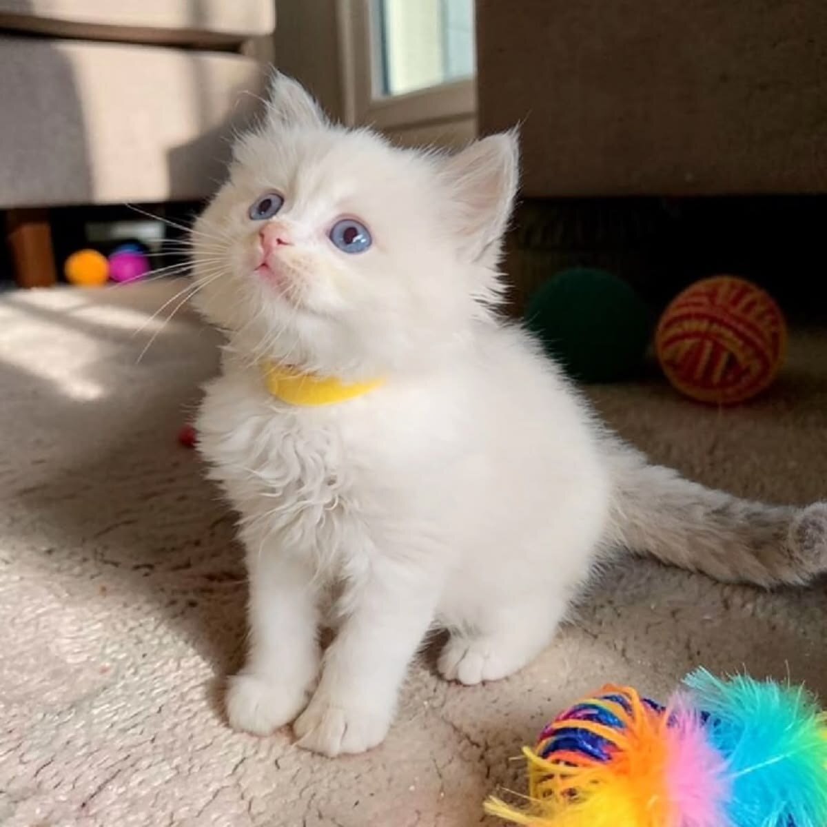 Beautiful Ragdoll Kitten image 3