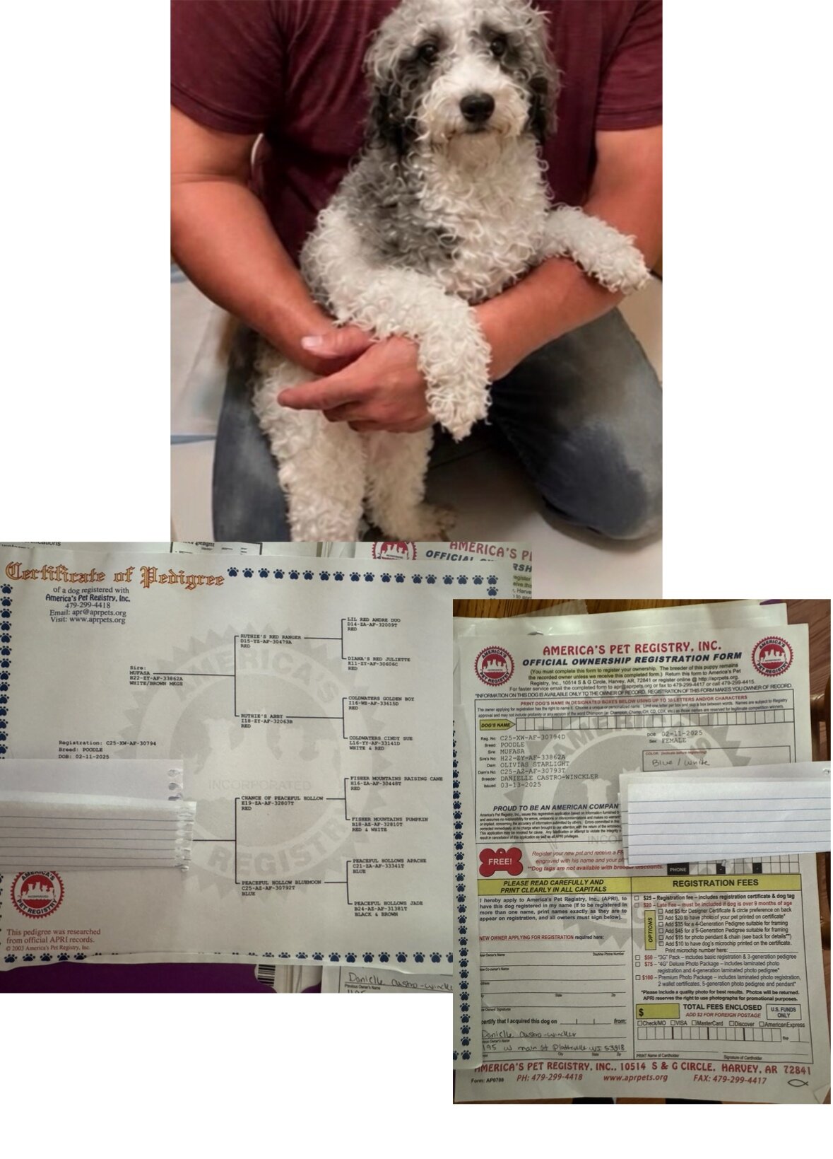Young mini poodle female image 1