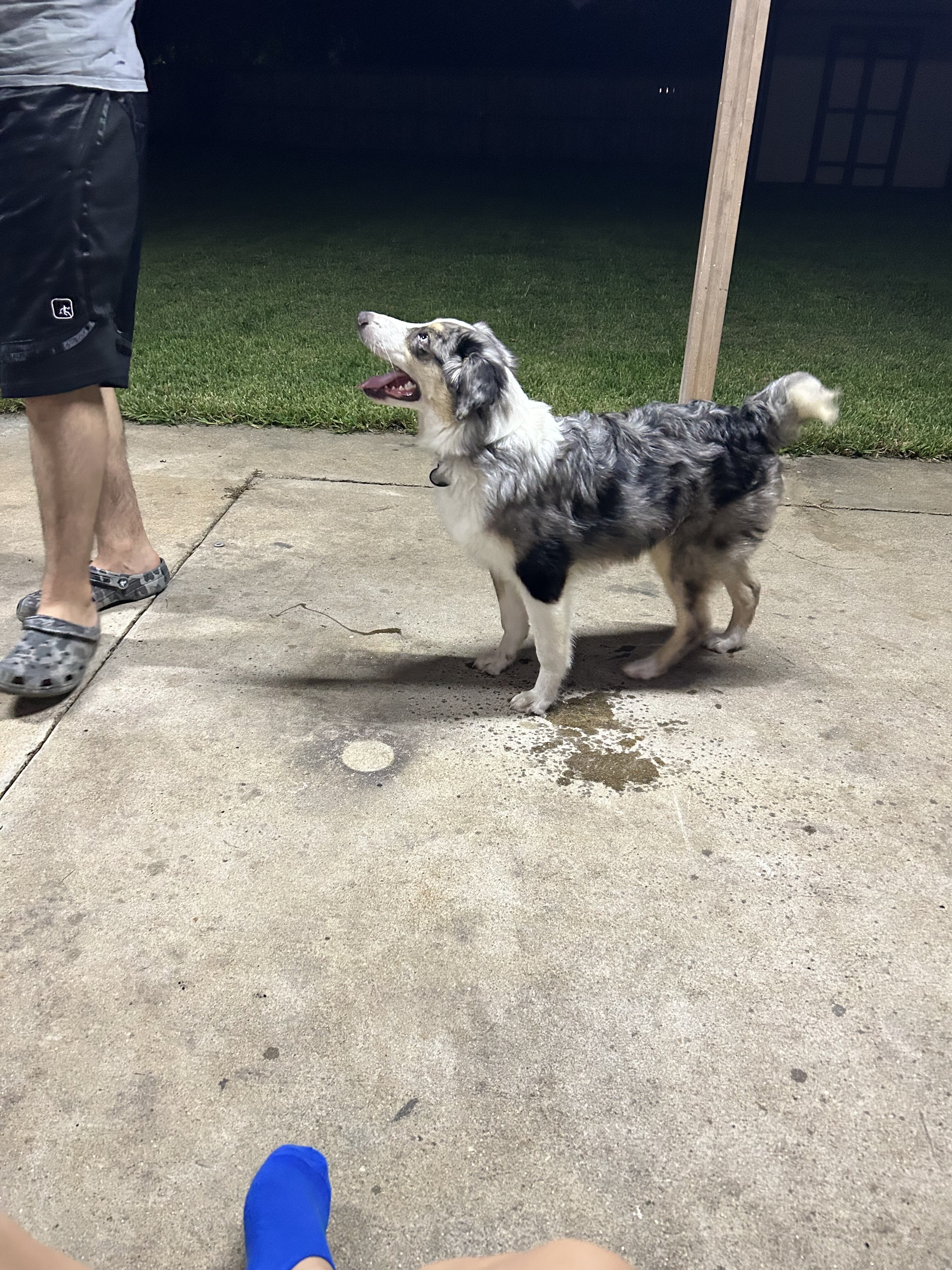 Miniature Australian shepherd image 2