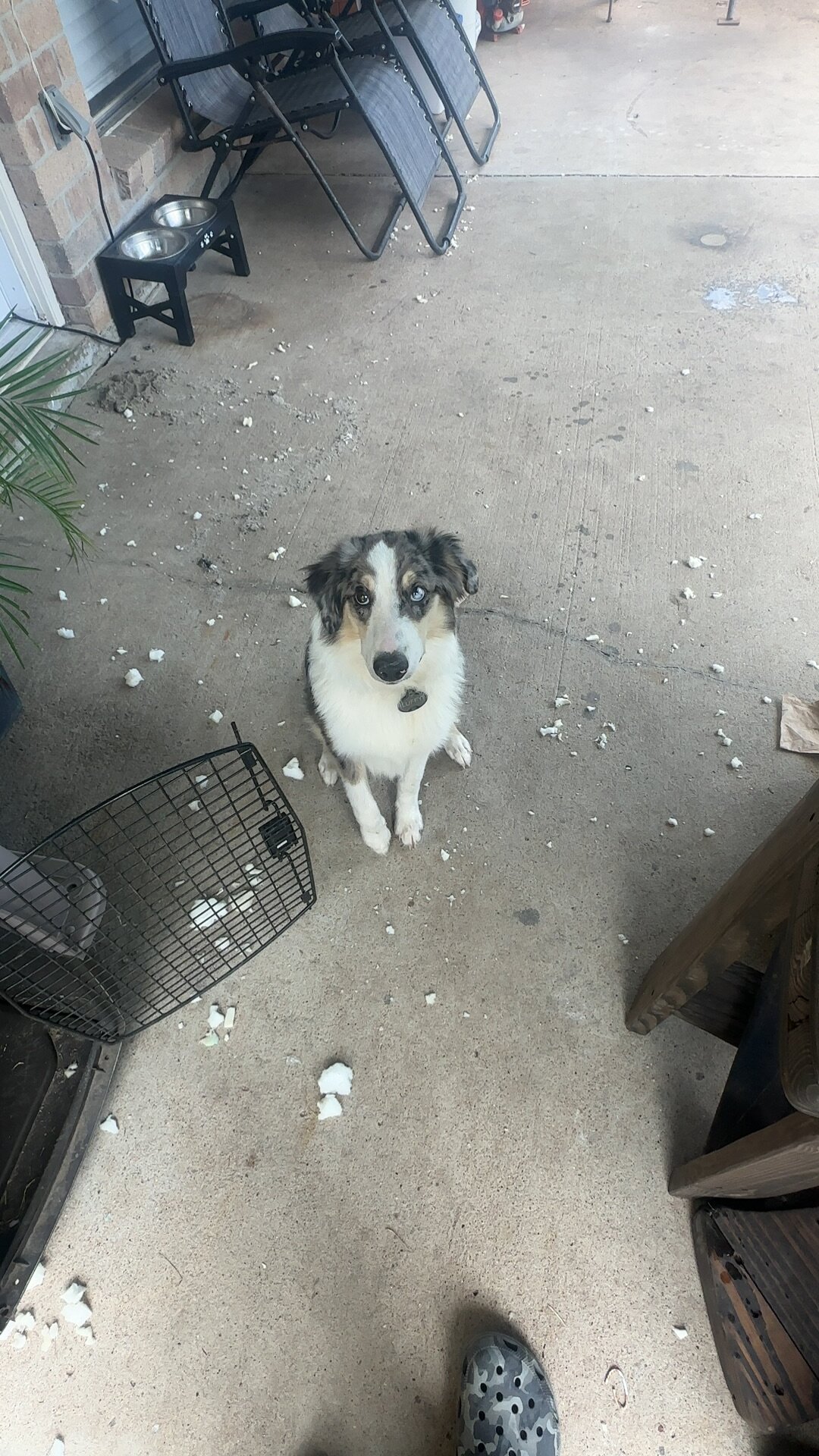 Miniature Australian shepherd image 1