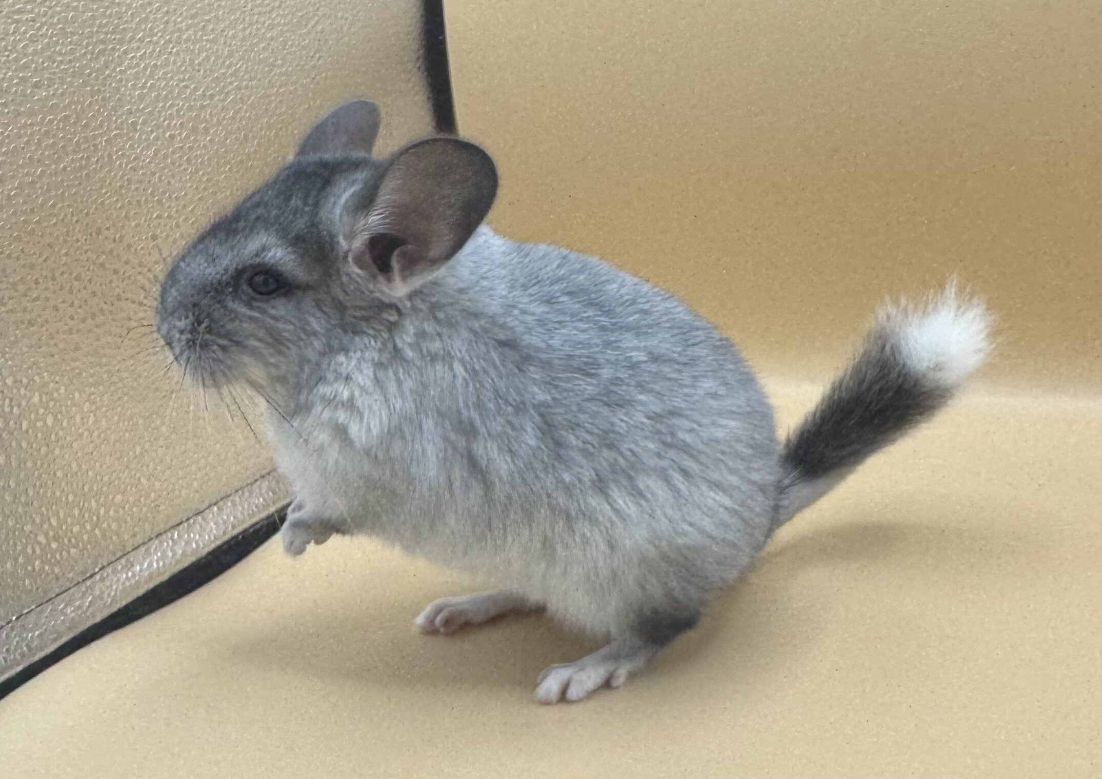 Chinchillas Available image 6