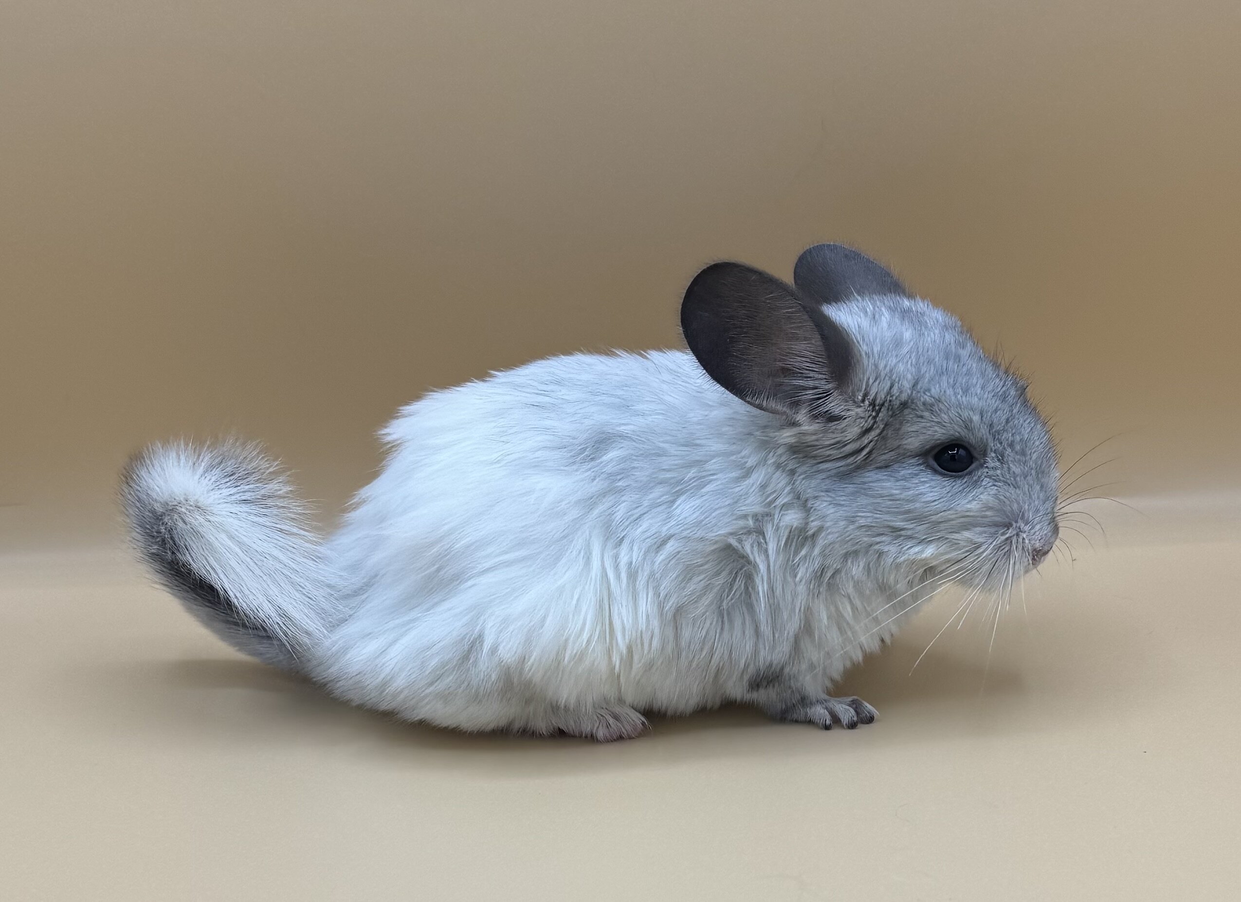 Chinchillas Available image 5