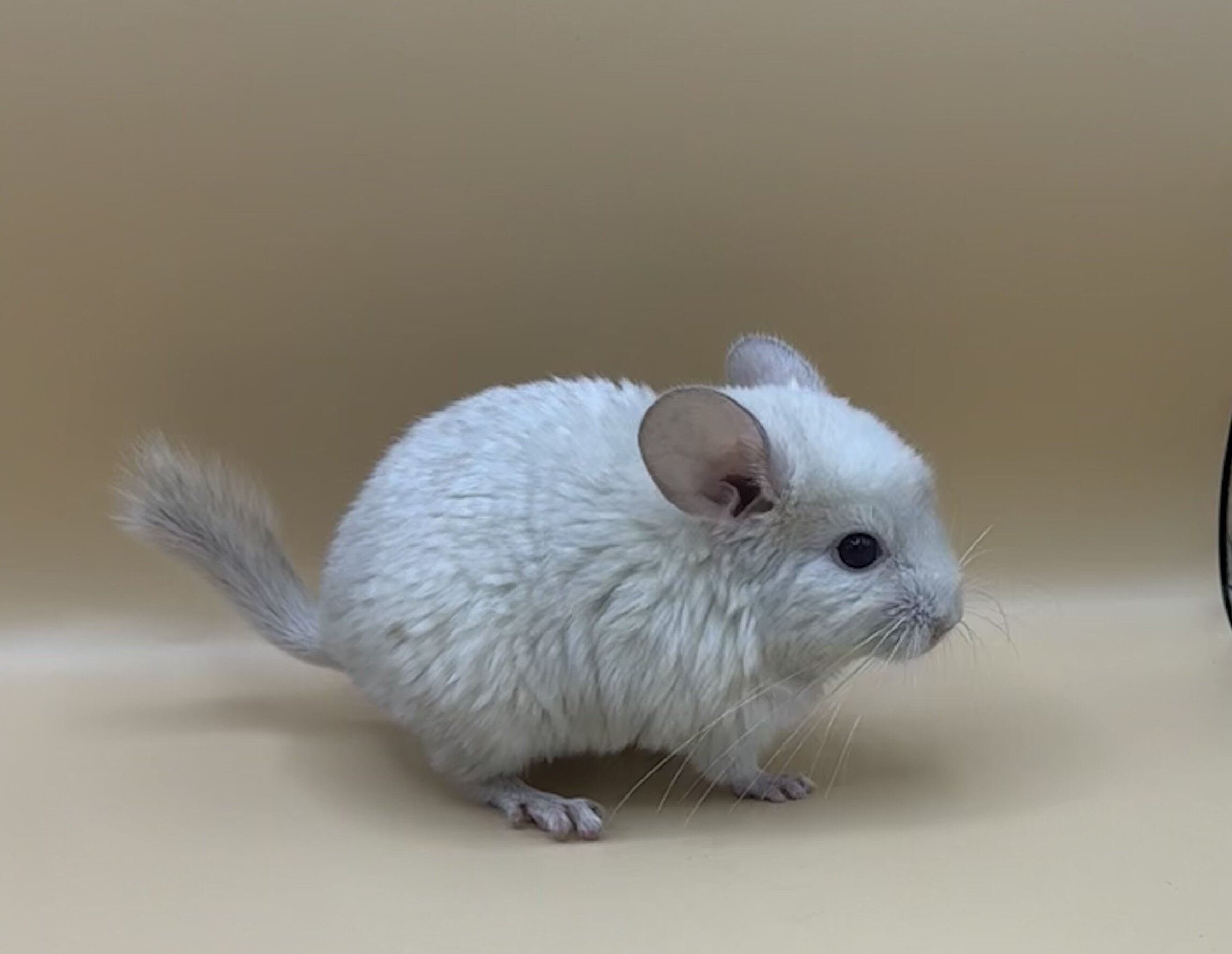 Chinchillas Available image 3