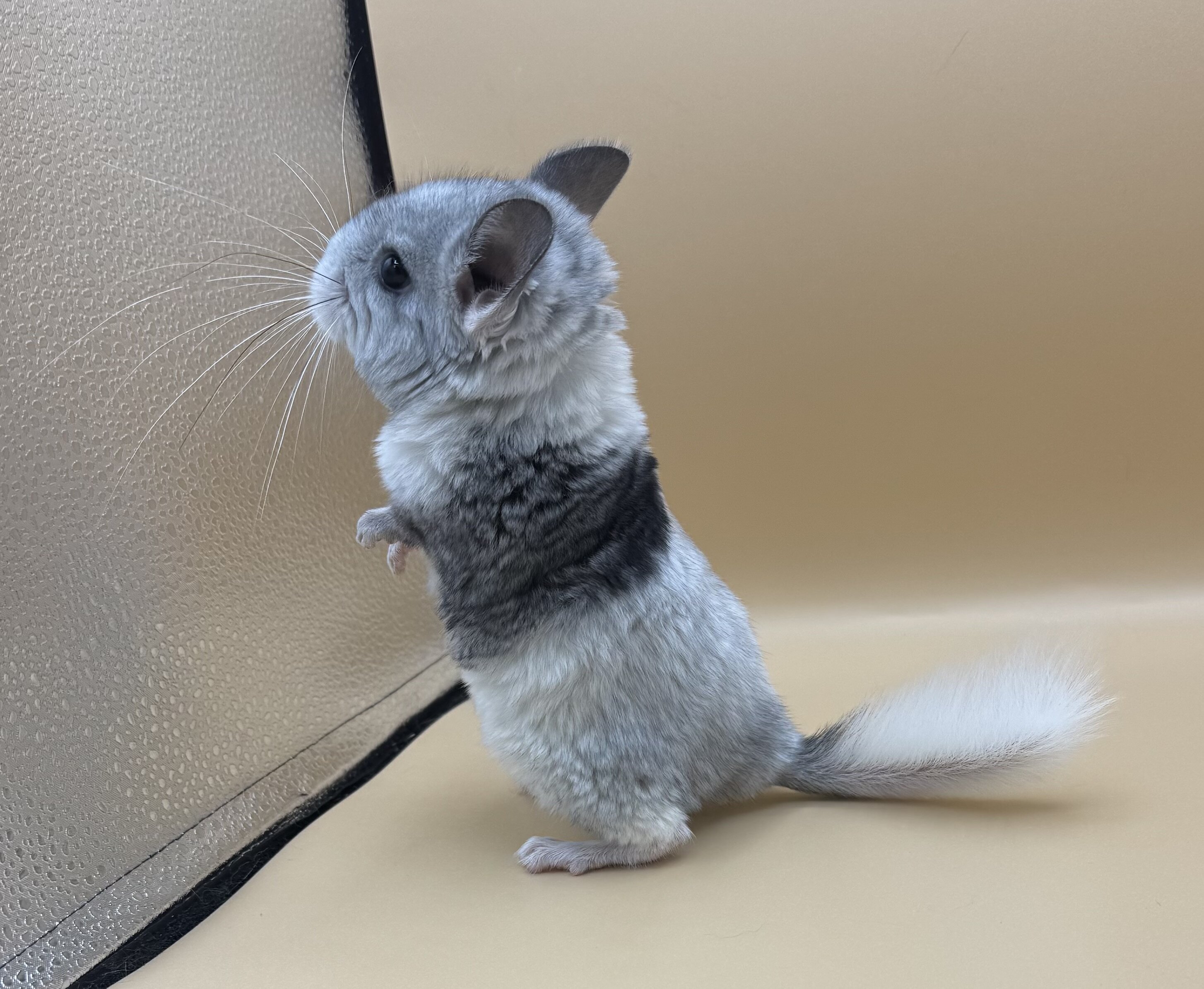 Chinchillas Available image 1