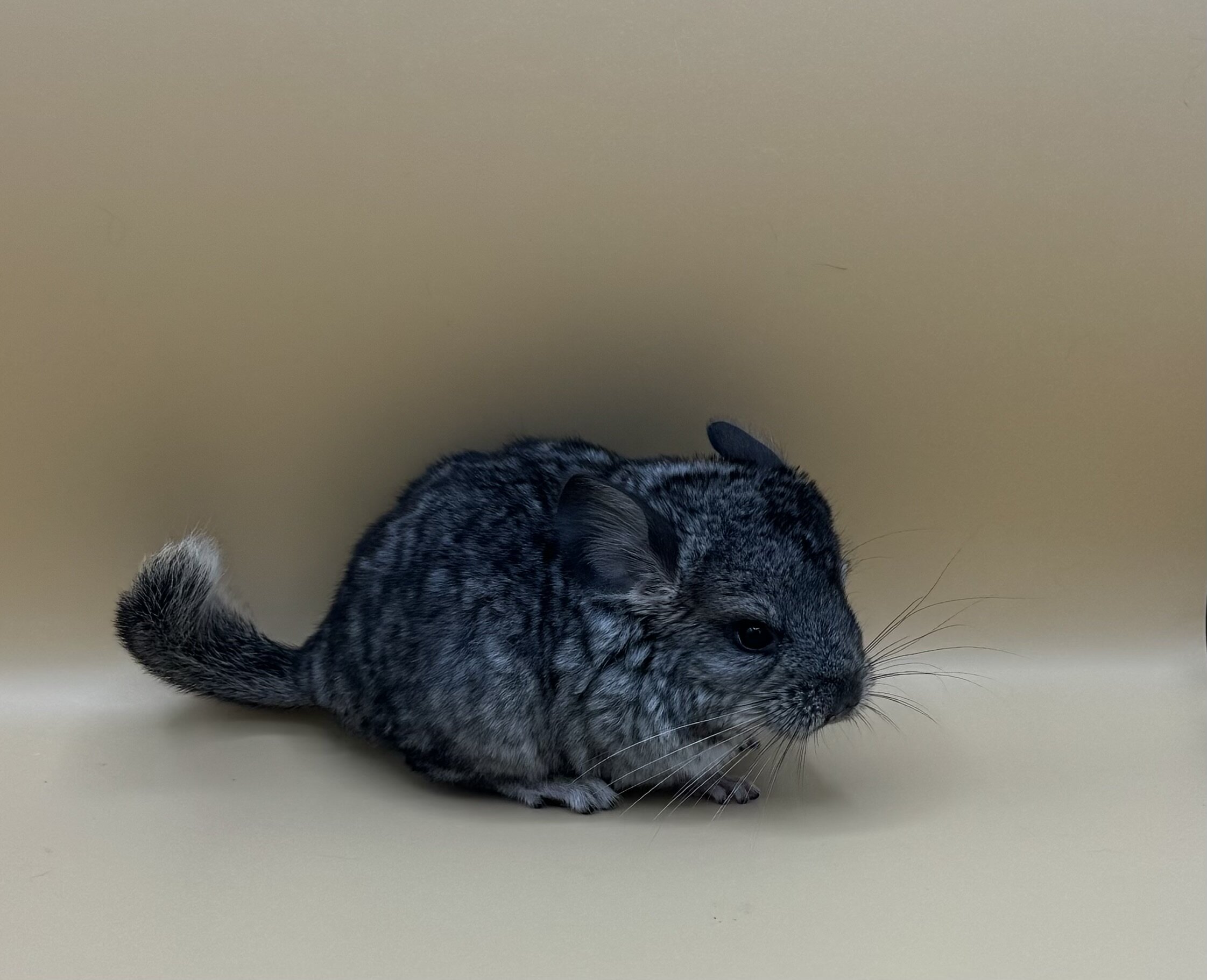 Chinchillas Available image 2