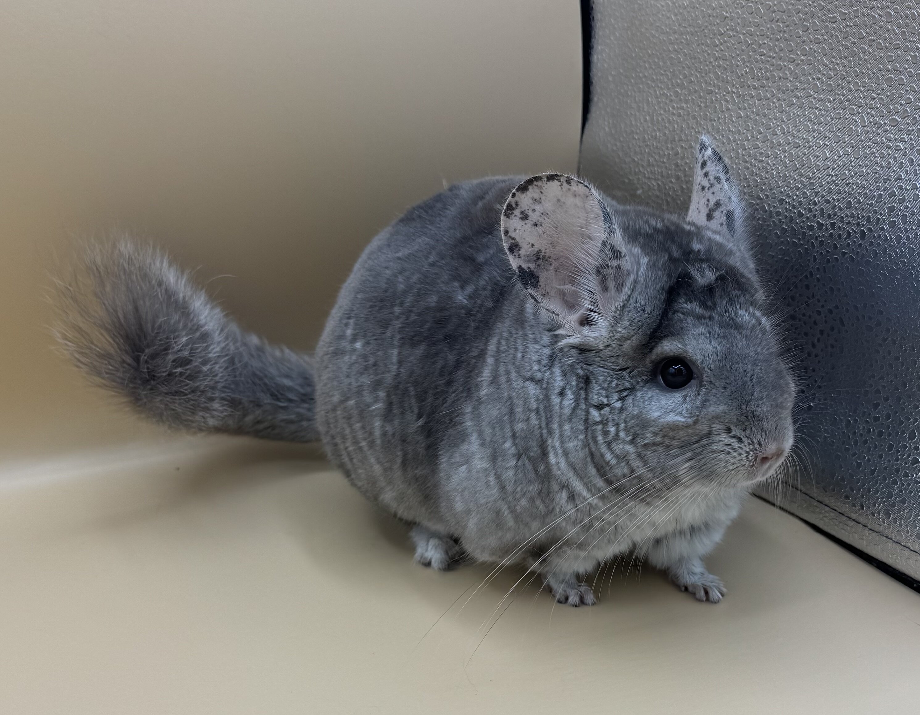Chinchillas Available image 4
