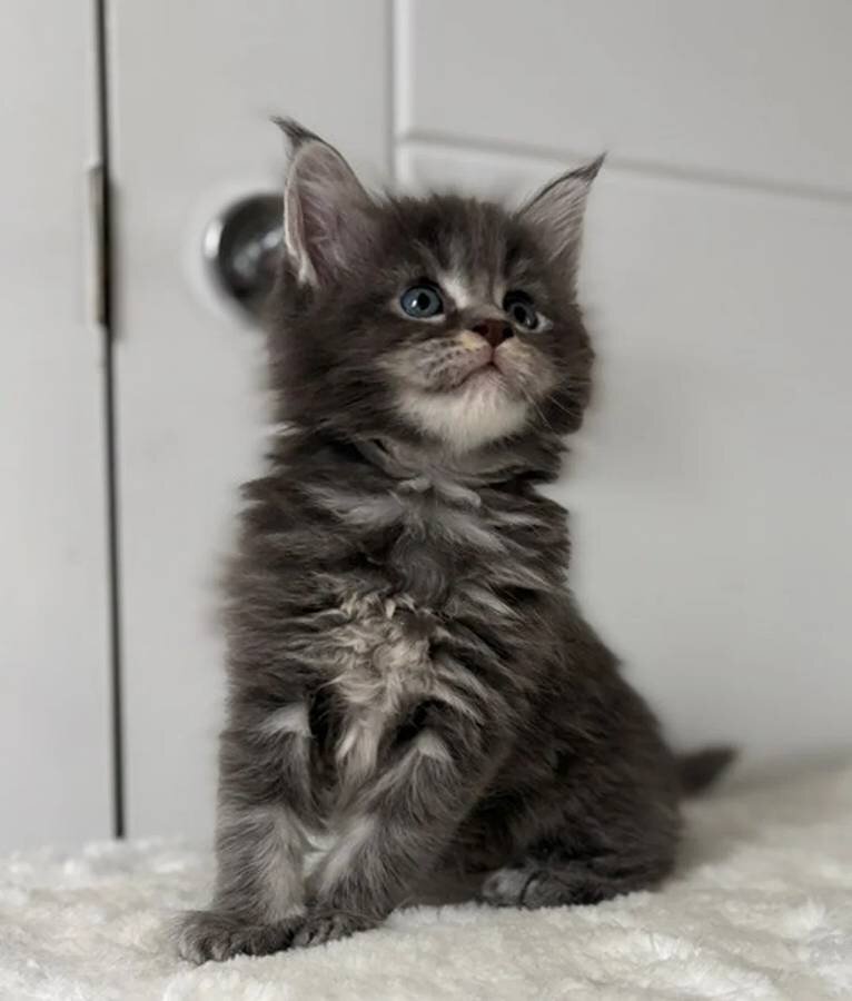 Beautiful TICA Maine Coon Kittens image 2