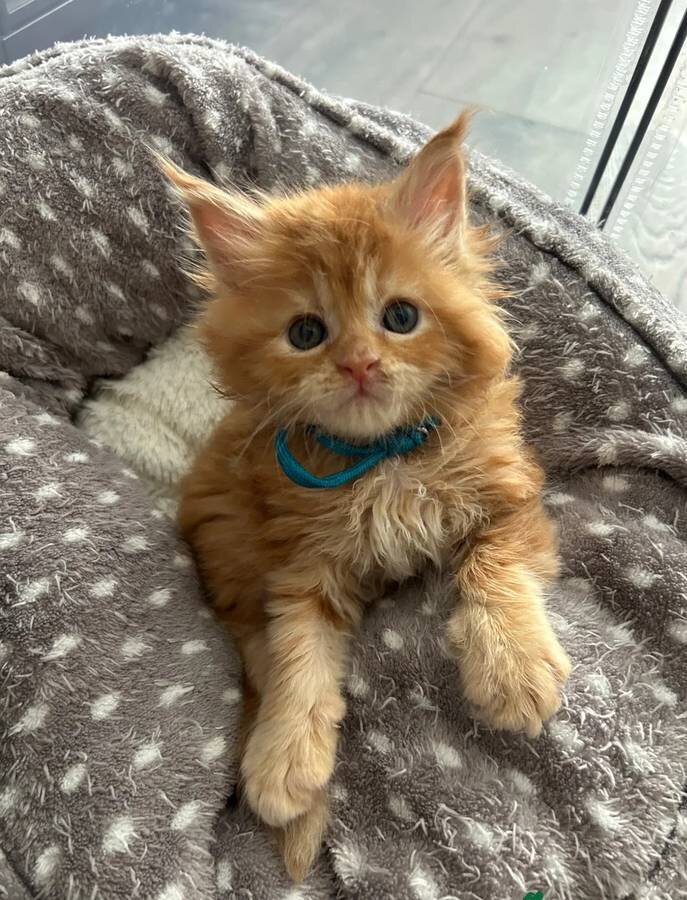 Beautiful TICA Maine Coon Kittens image 1