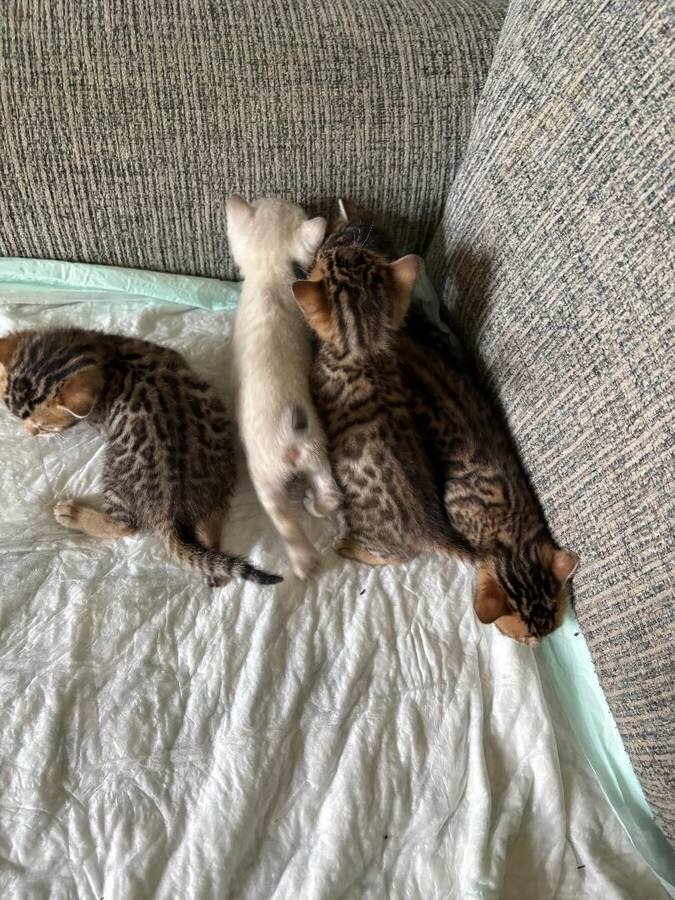 Bengal kittens available image 2