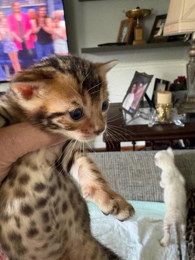 Bengal kittens available image 1