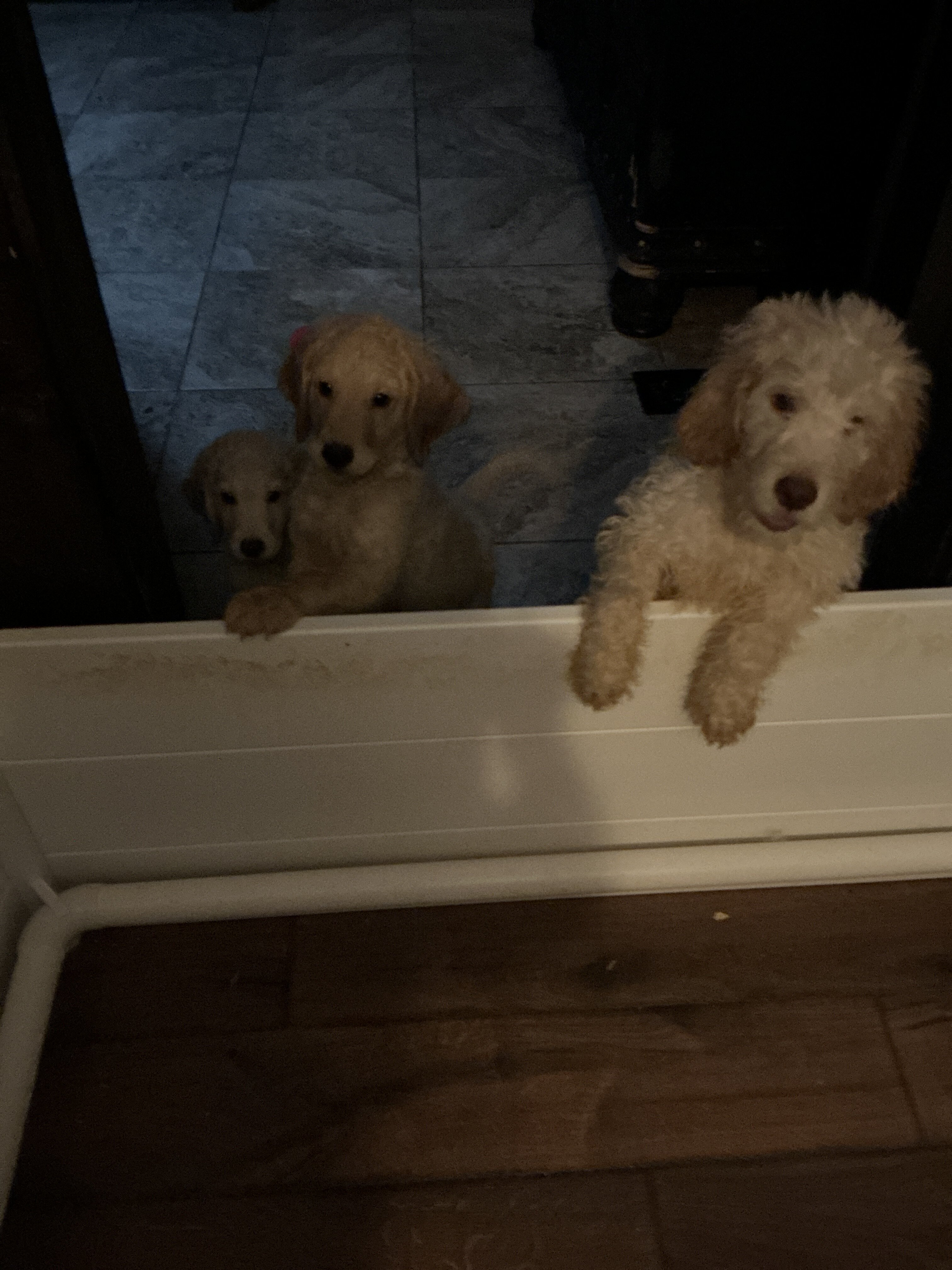 Rehoming image 1