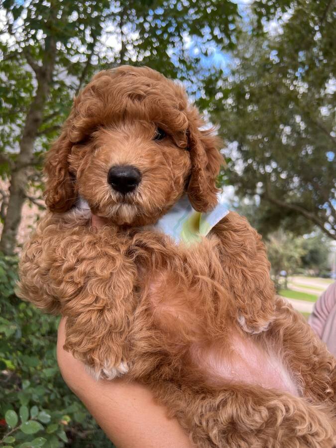 Mini Goldendoodle Puppies image 2