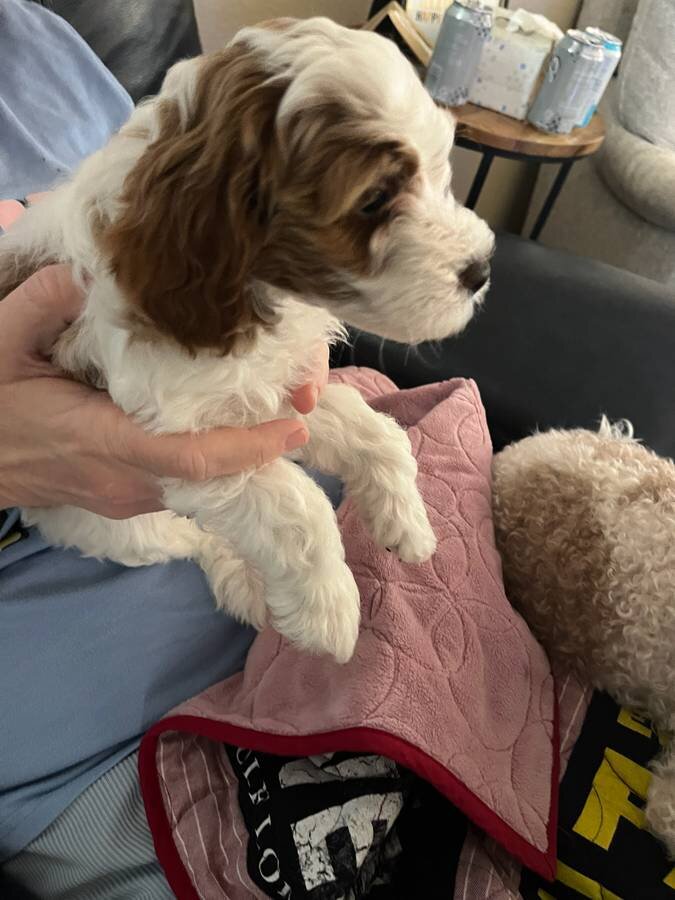 Mini Goldendoodle Puppies image 1