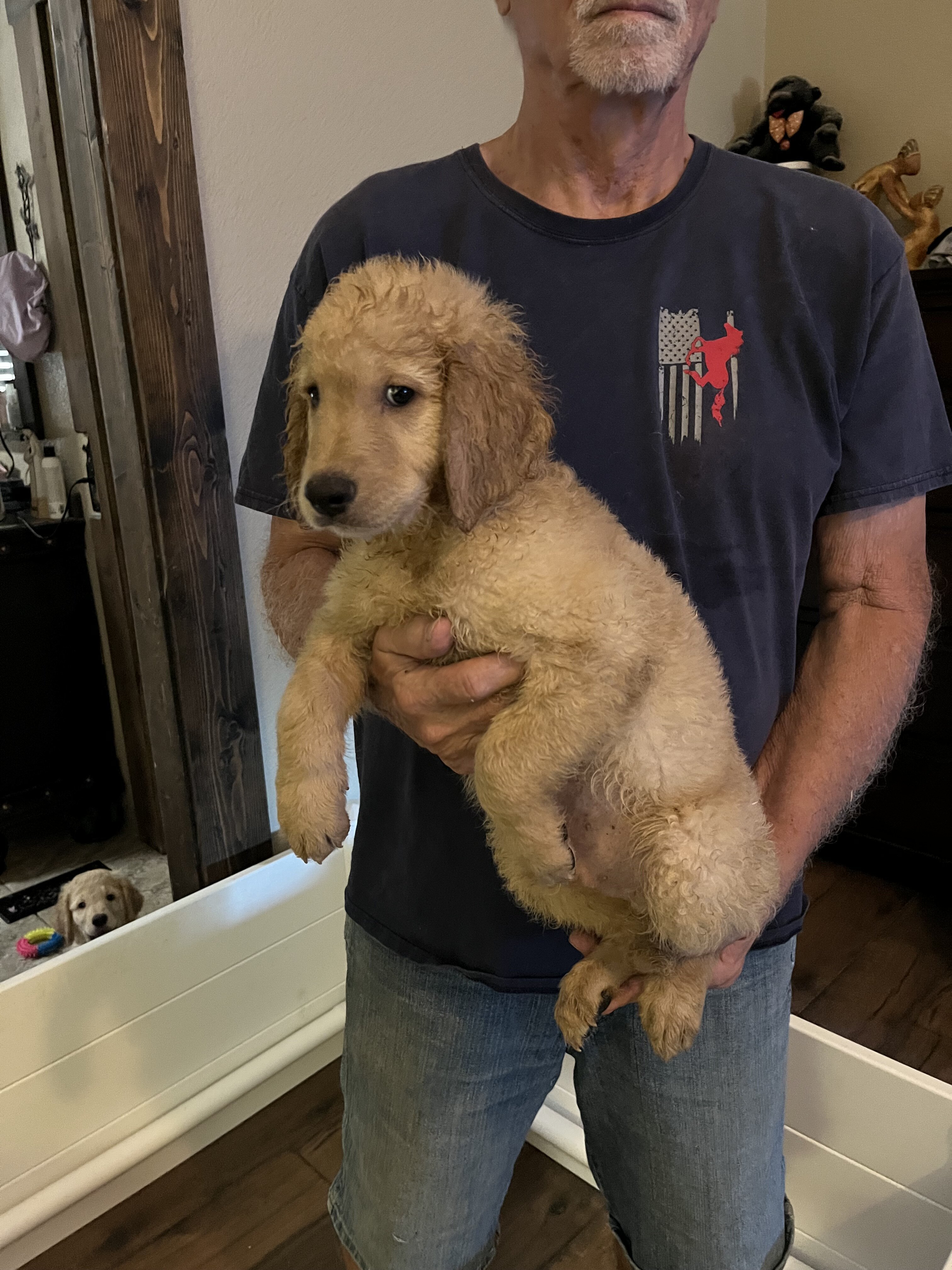 Golden Labradoodle image 2