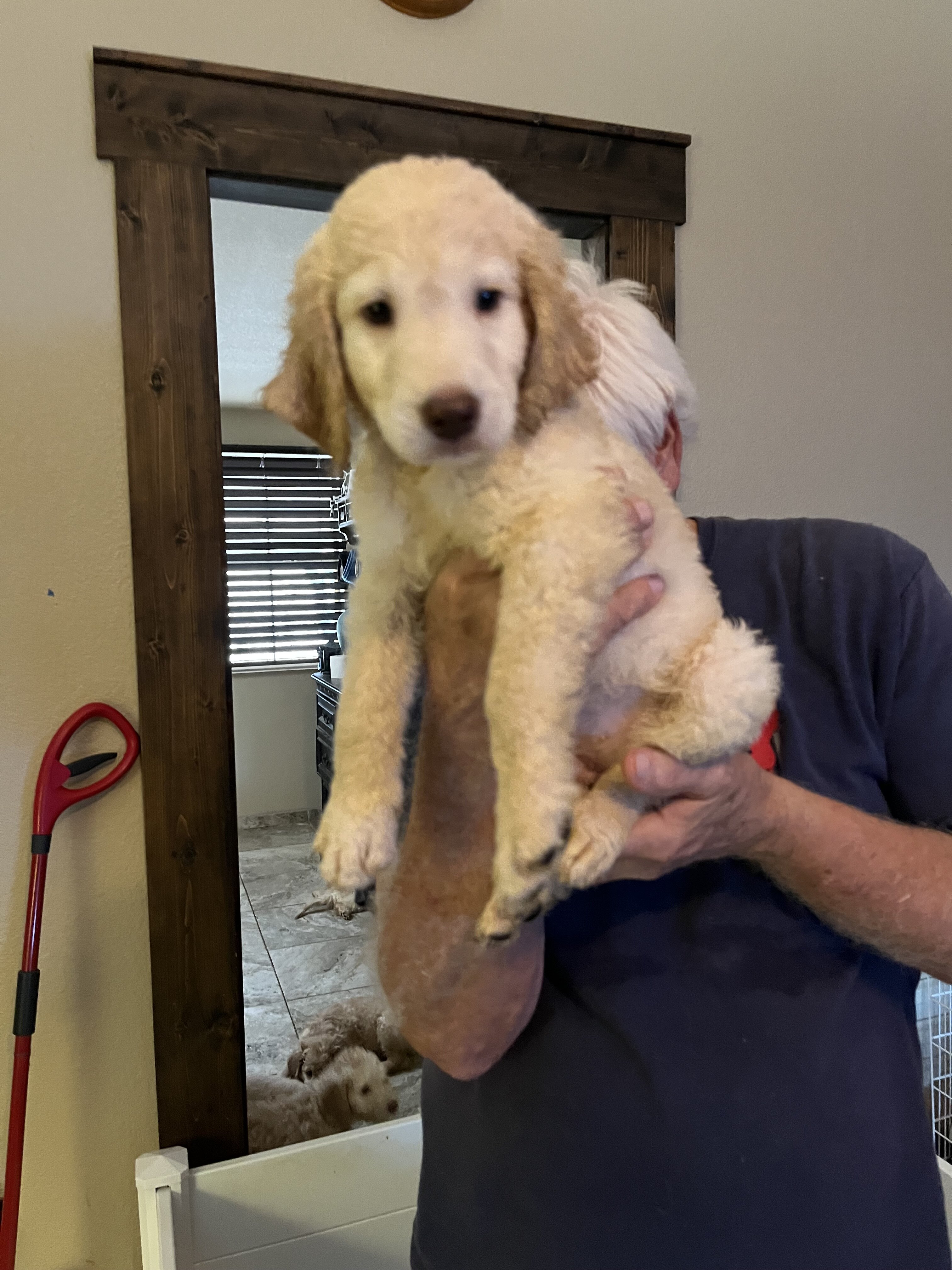 Golden Labradoodle image 3