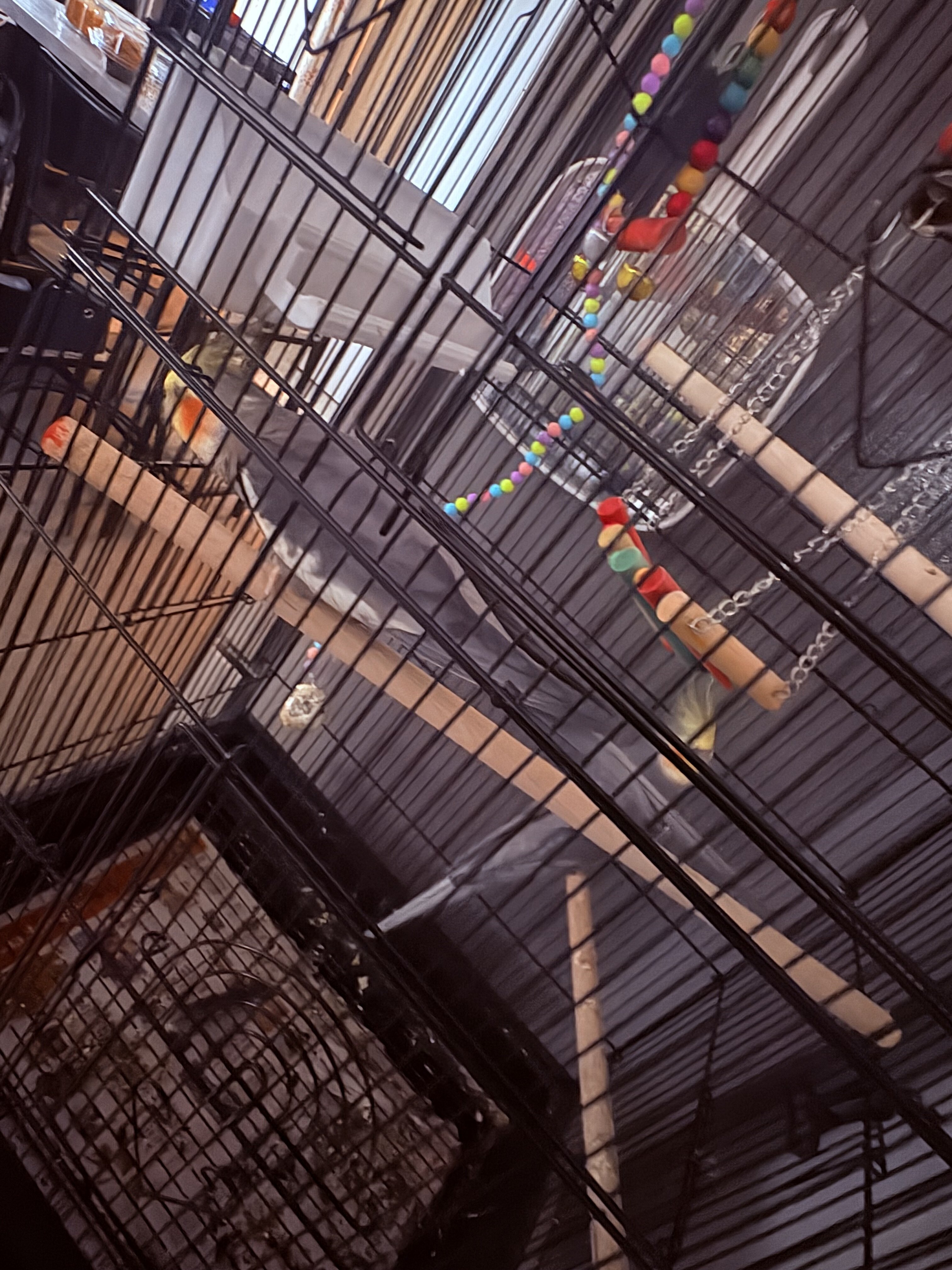 2 Male cockatiels for sale image 1