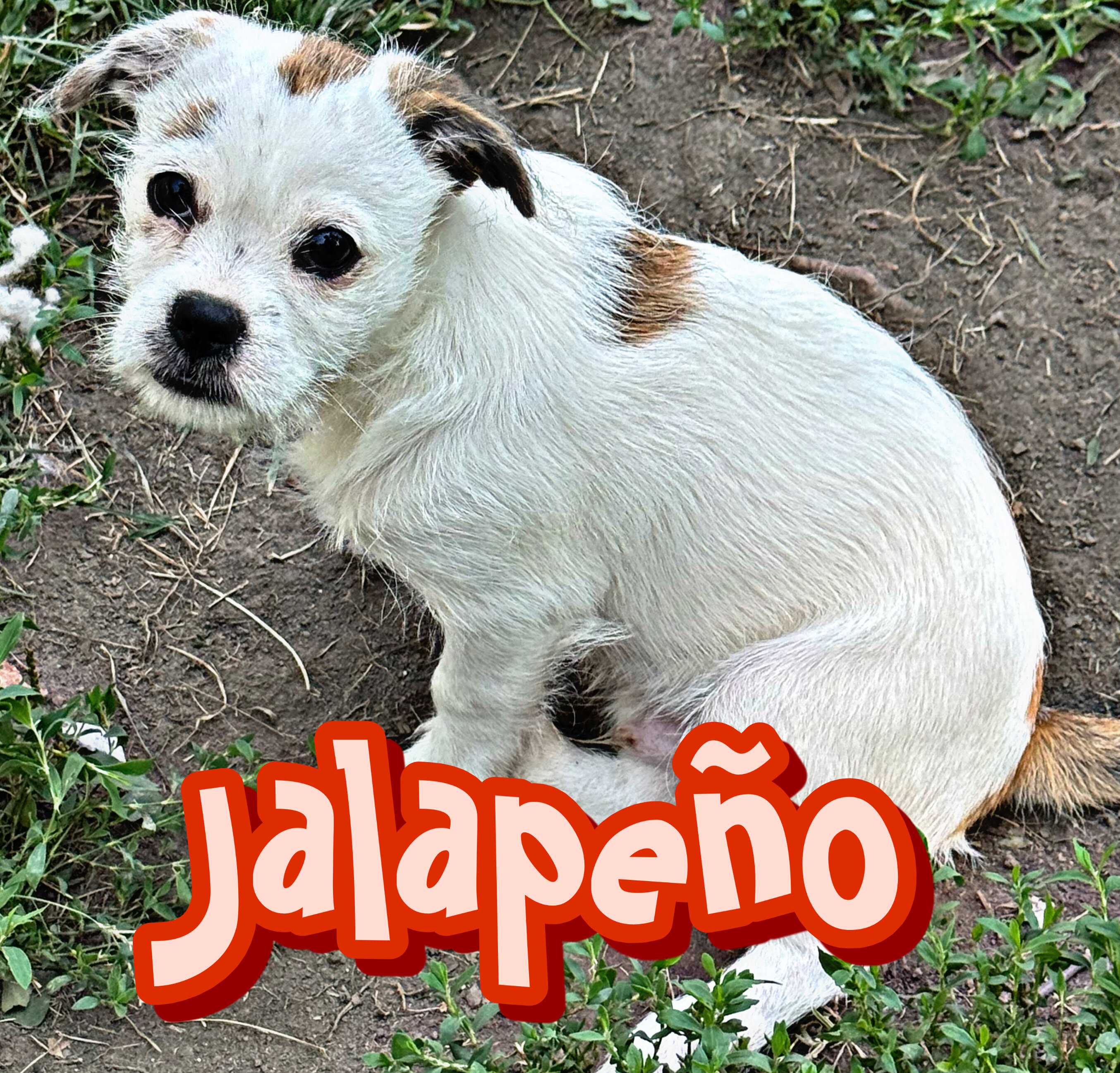 2 male Shih Tzu, chihuahua mix image 2