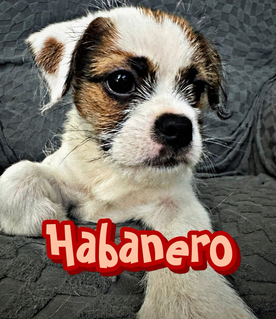 2 male Shih Tzu, chihuahua mix image 1