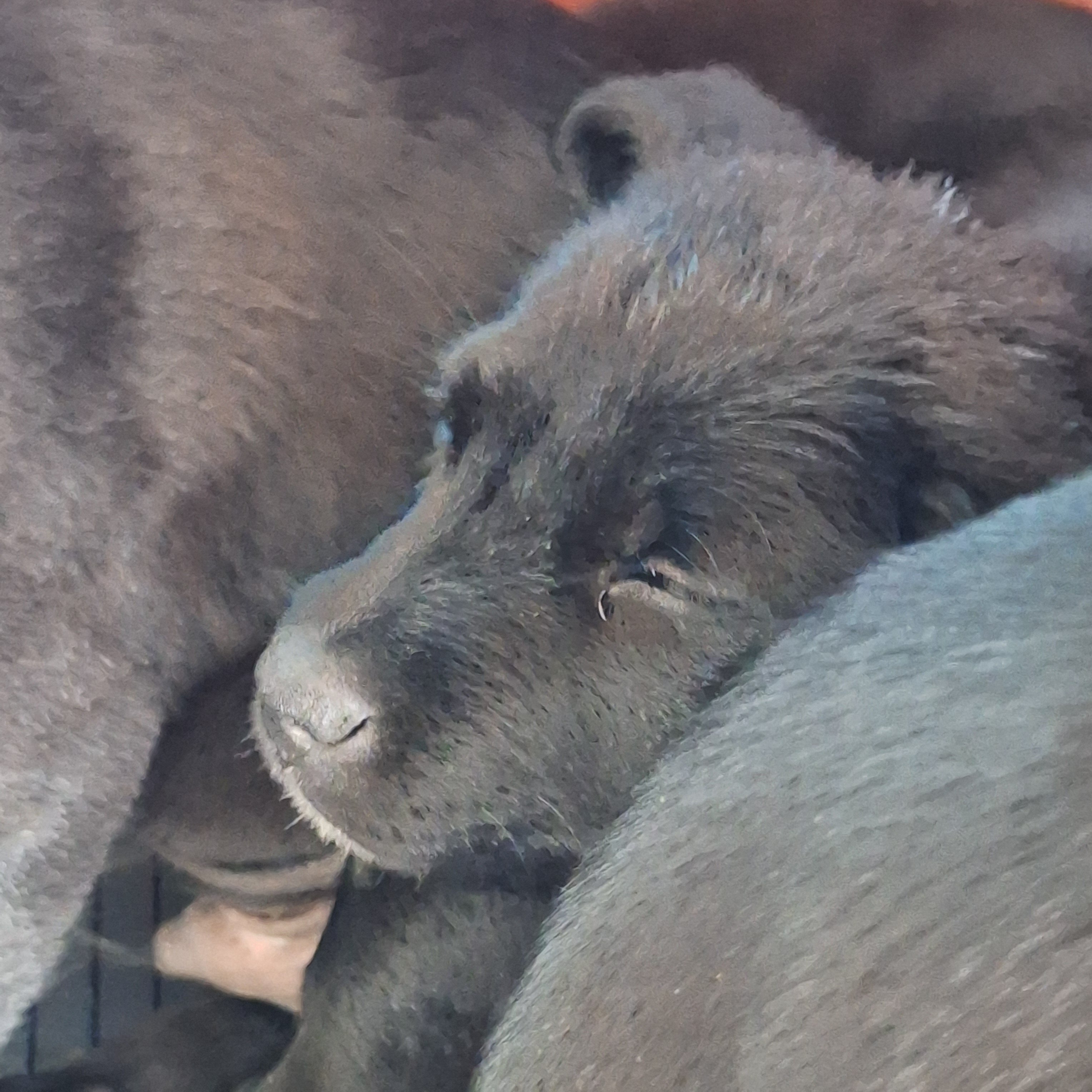 #2 Female Mix Puppy image 1
