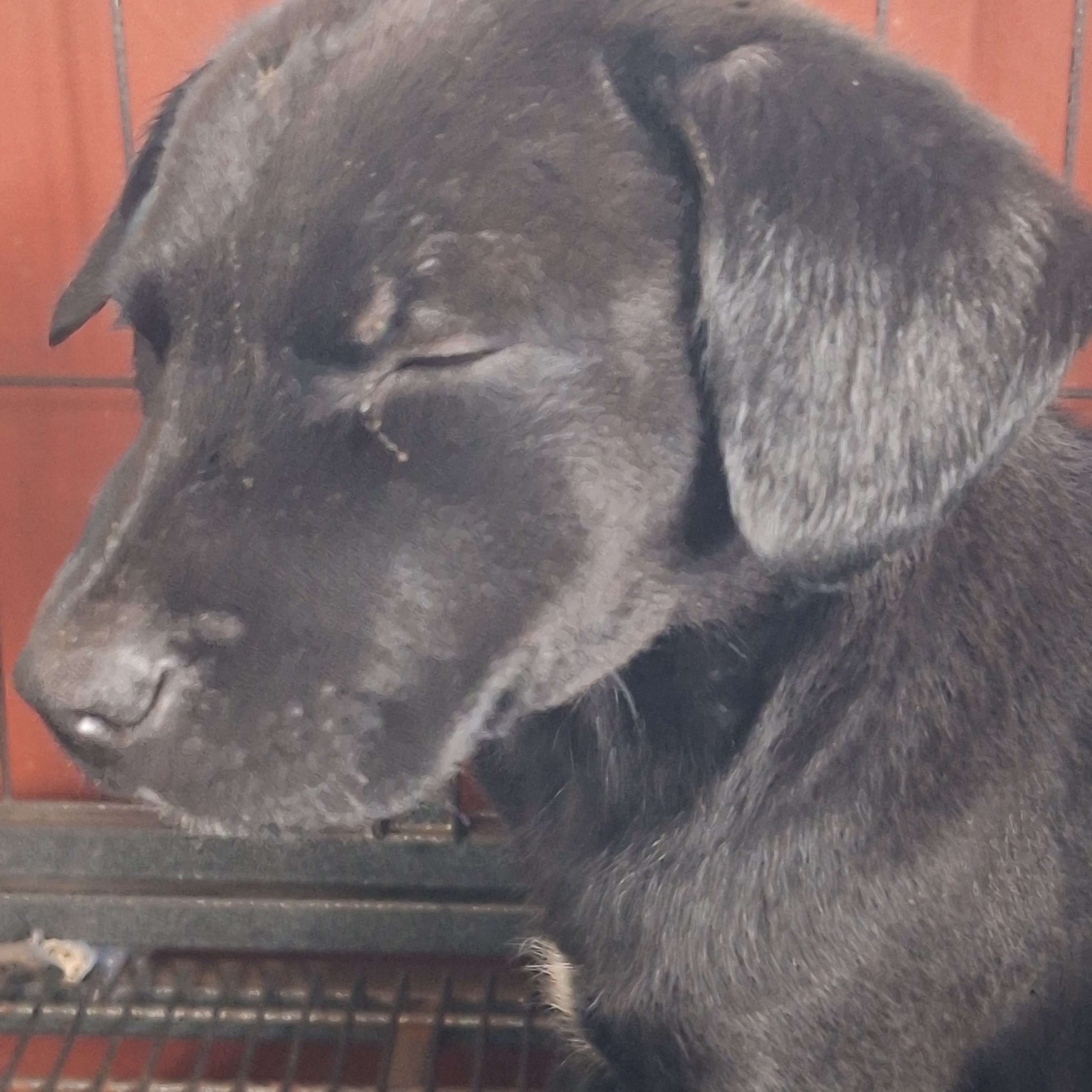#3 Female Mix puppy image 2