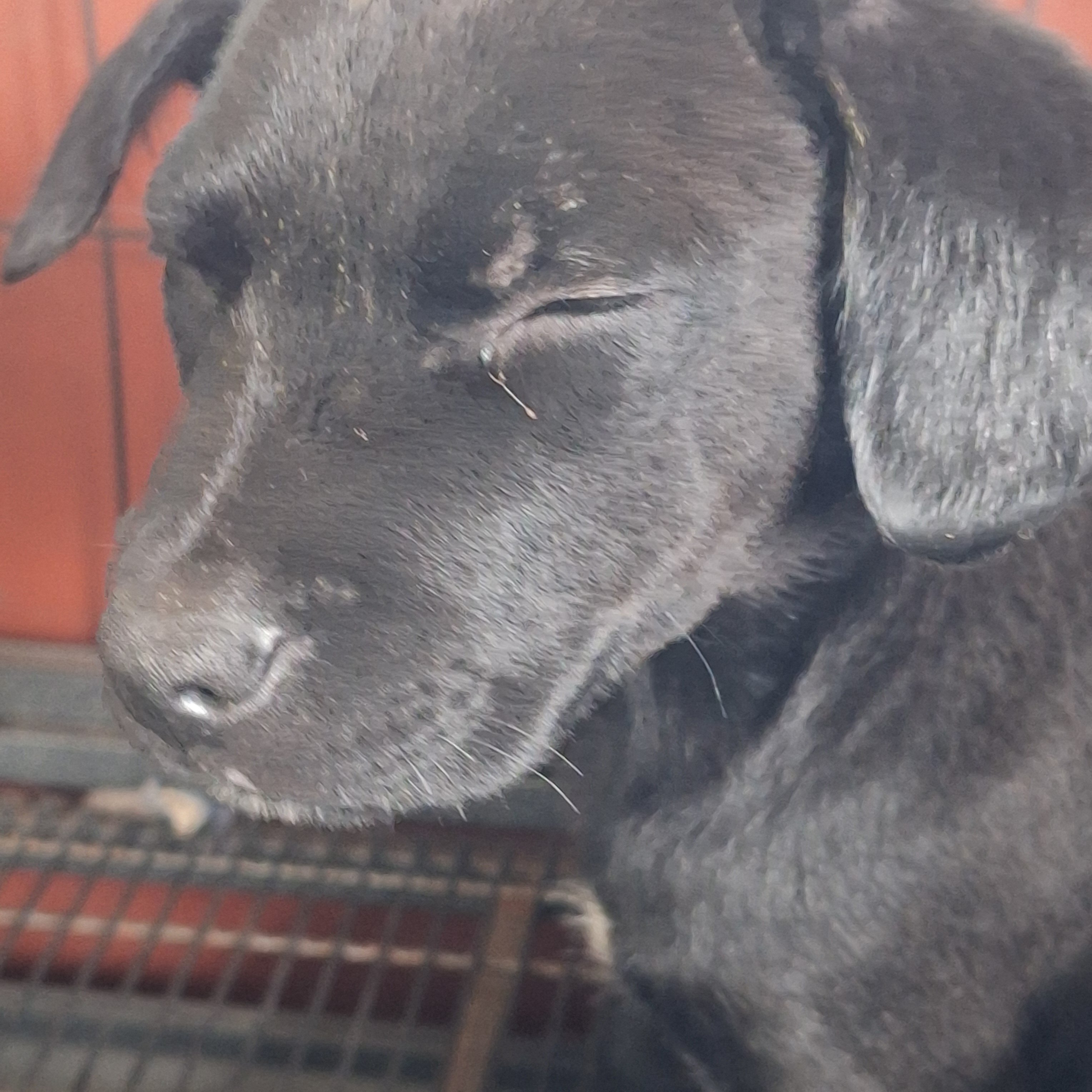 #3 Female Mix puppy image 3