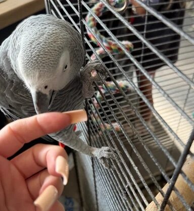 Brea the dancing African Grey Parrot image 3