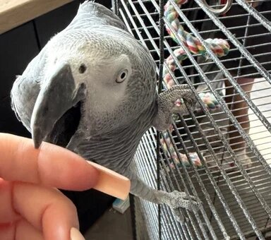 Brea the dancing African Grey Parrot image 2