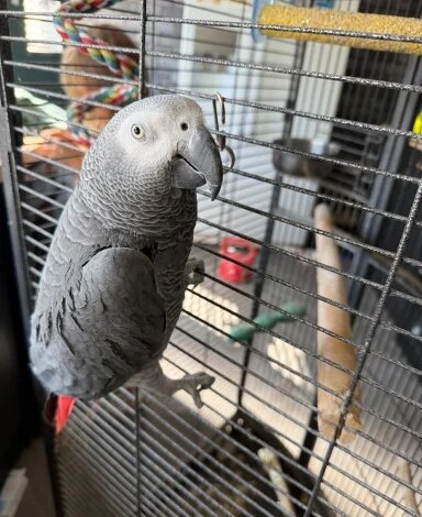 Brea the dancing African Grey Parrot image 1