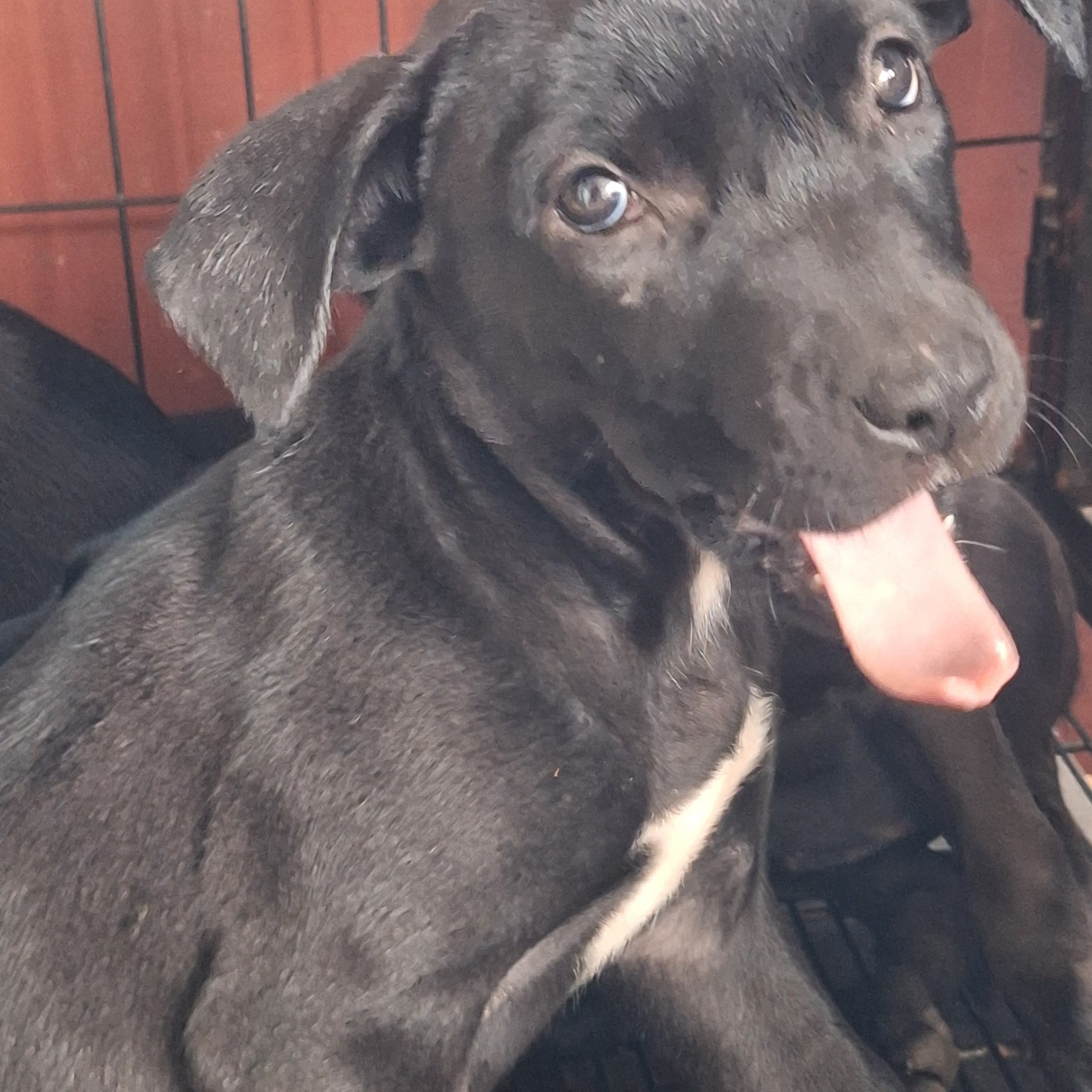 #4 Female Mix puppy image 2