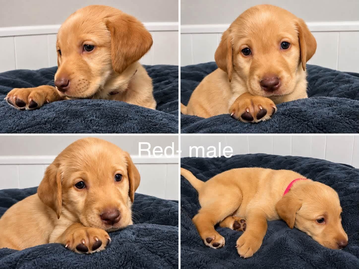Yellow Lab/Golden Retriever Puppy image 1