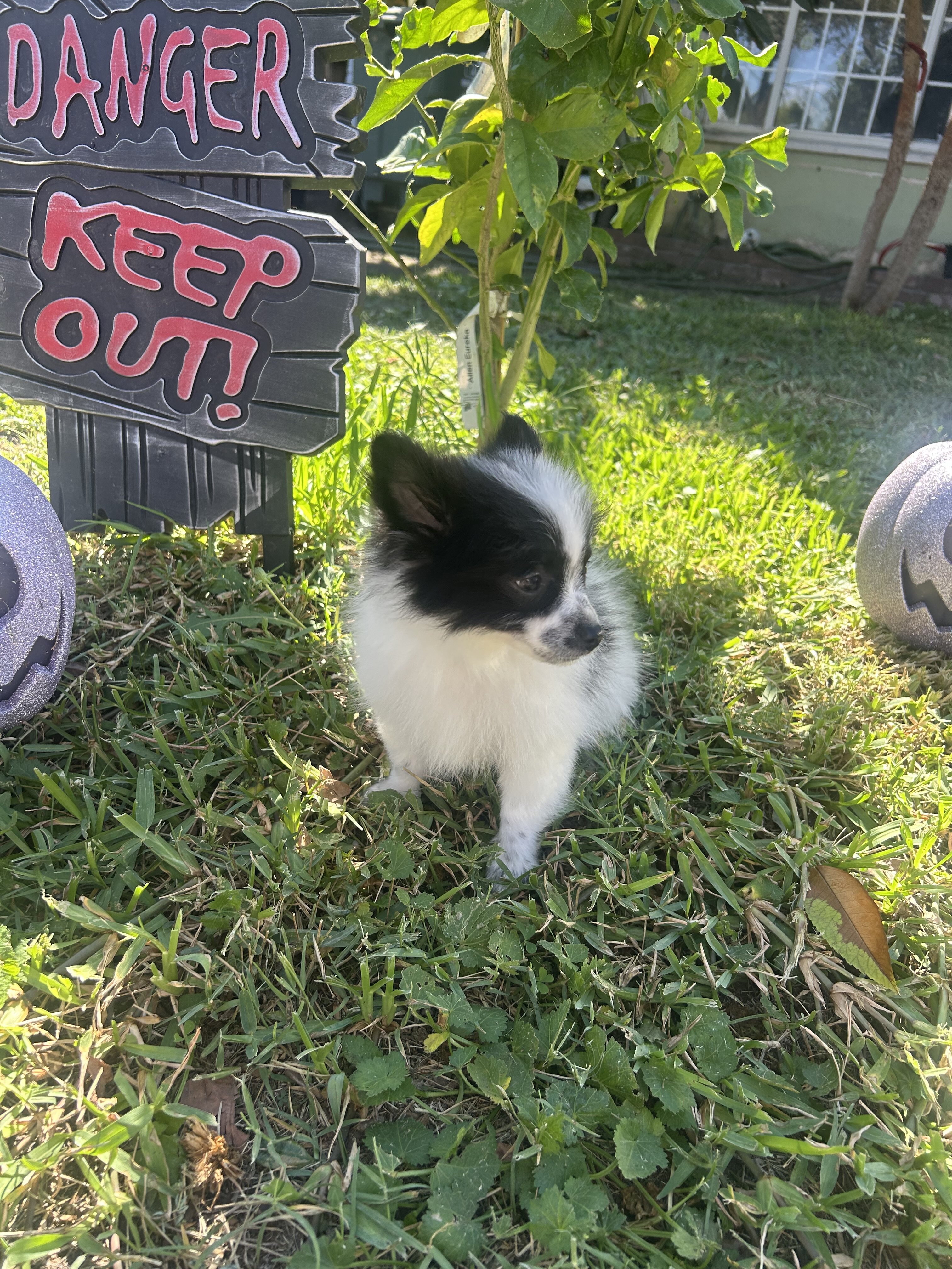Pomeranian puppies image 5