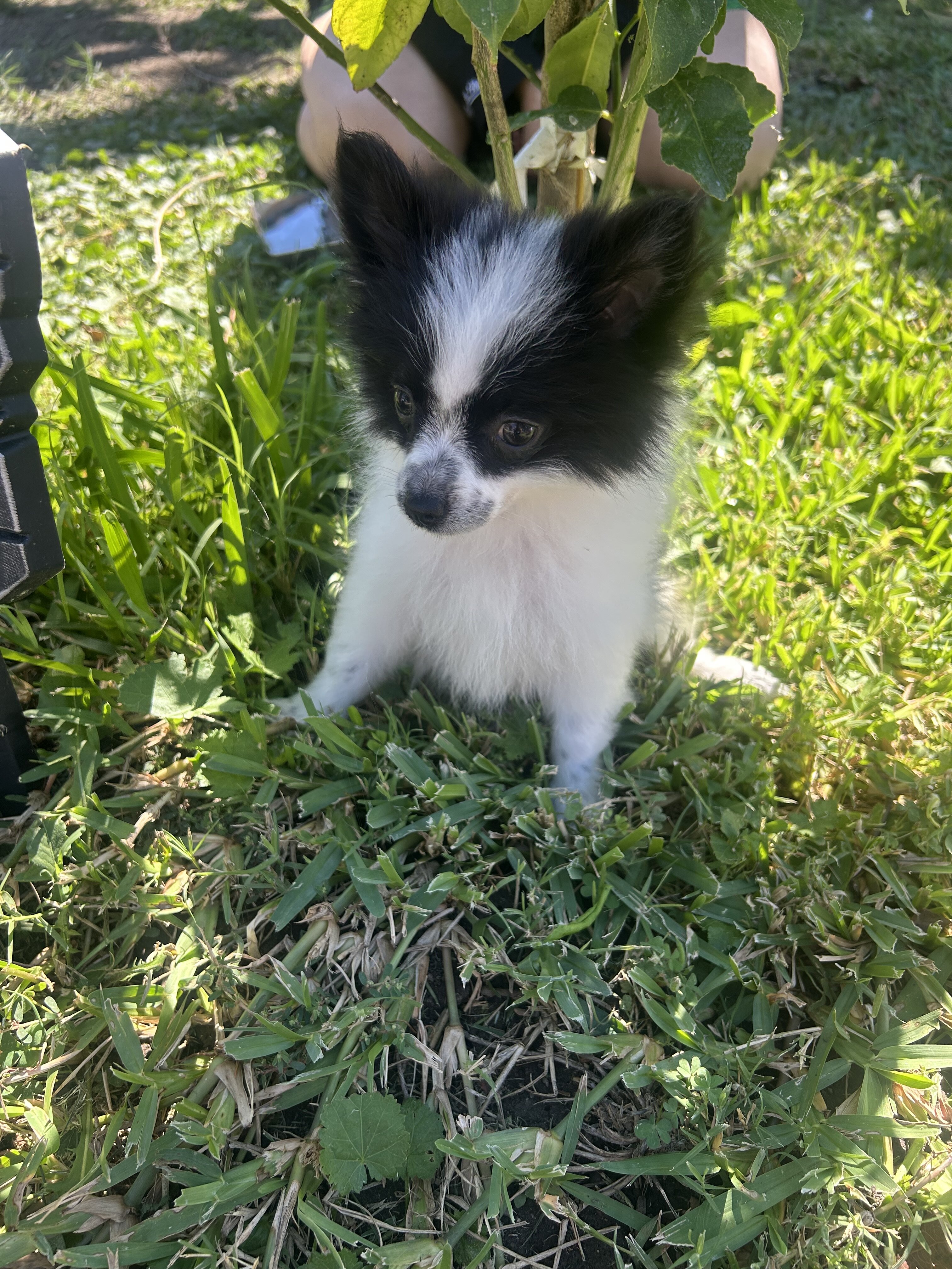 Pomeranian puppies image 2