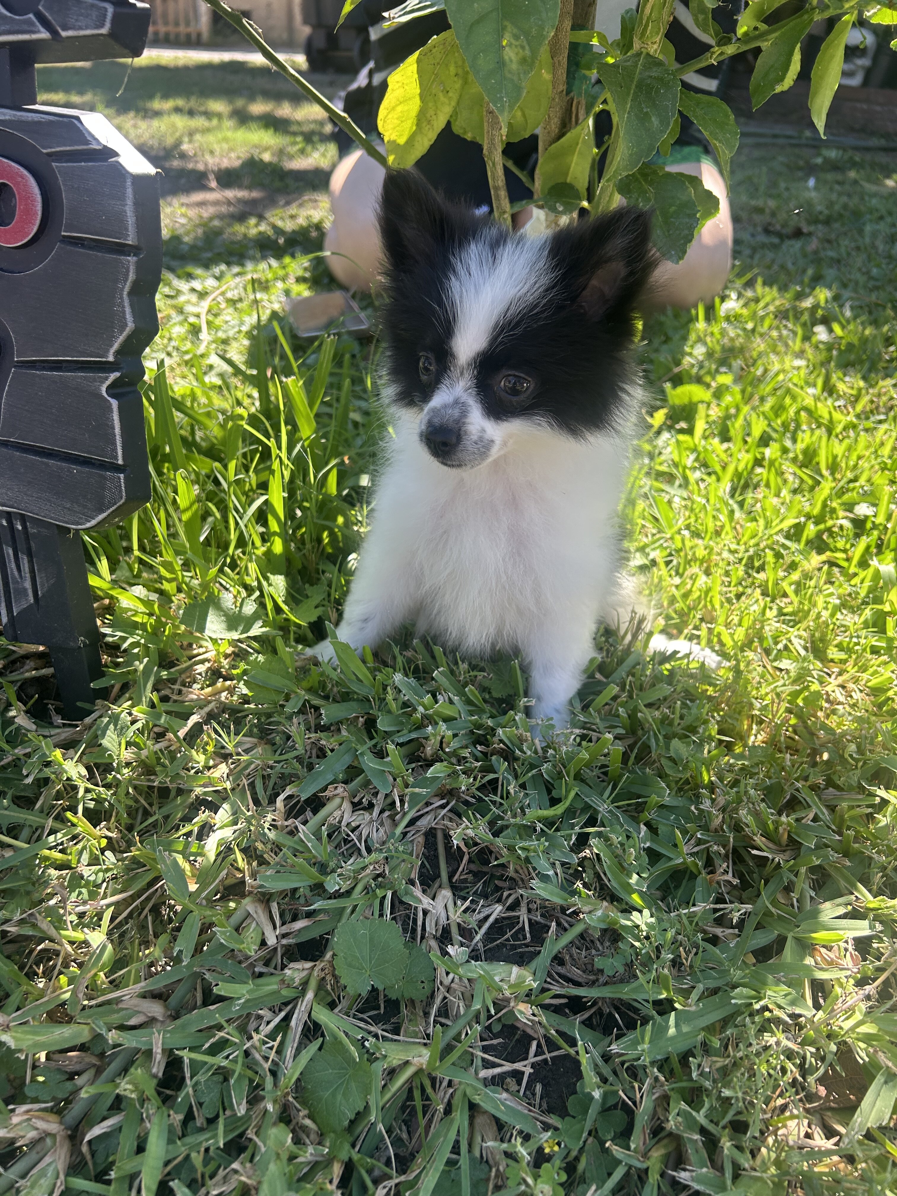 Pomeranian puppies image 3