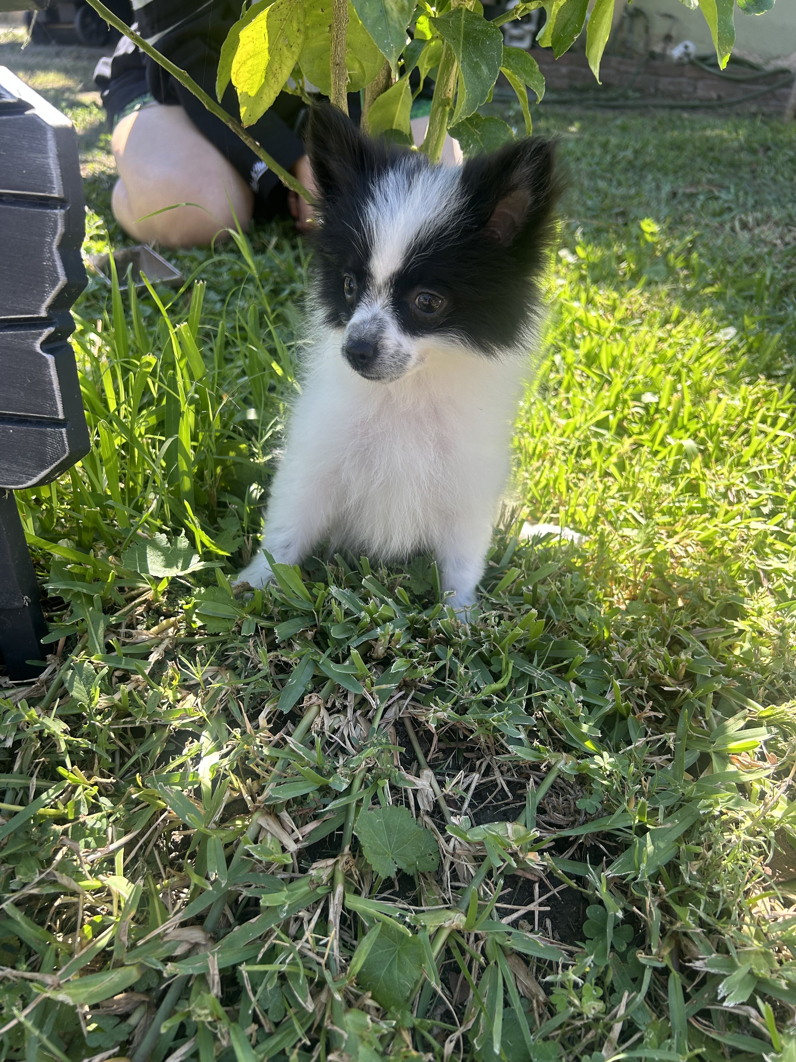 Pomeranian puppies image 1